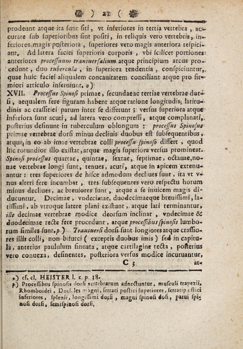 prodeunt atque ita fune fiti * vt inferiores in tertia vertebra 5 ao i curate fub (uperioribm fine pofit! , in reliquis vero vertebris *, i'n«» ; feriores, magis pc.fteriora , fuperiores vero magis anteriora refpicl- ; ant, Ad latera faciei fuperioris corporis » vbi feilicet portionem i anteriores prccefftmm transtterfkhfm*atque principium arcus pro^ ' cedunt, duo tubercula , in fuperiora tendentia 9. confpioiunturs, i quae huic faciei aliqualem eoncauitatem conciliant atque pro fir«^ i miori articulo inferuiunt, o) l XVII. Procejfus Spinofi primae, fecundae ac tertiae vertebrae dor^ ] i(i, aequalem fere figuram habent atque ratione longitudiss latitu-»* ) dinis ac craflitiei parum inter fe differunt verftis fuperiora atque4 ] inferiora funt acuti, ad latera vero comprefii, atque complanati^ I pufterius definunt in tuberculum oblongum ? procejfus Spinojtu primae vertebrae dorfi minus decliuis duobus eft fubfequentibus i atquq in eo ab imae vertebrae co\U proeejfu /pmofi differt » quod j hic rotundior illo exiftat,atque magis fuperiora verfus promineat.- | Spinofi procefjus quartae, quintae, fextae, feptimac, o<5laiiaetno« i nae vertebrae longi funt, tenues * acuti* atque in apicem externi* ! antur : tres fuperiores de hifce admodum decliues funt, ita vt v* i nus alteri fere incumbat tres fubfequentes vero refpedu horum minus decliues» ac breuiores funt , atque a fe in ilicem magis di* i ducuntur. Decimae , vodecisuae, duodecimaeque breuHlinii, la- | tiffimi, ab vtroque latere plani exiftunt atque lati terminantur, I ille decimae vertebrae tpodsee deorfum inclinat , vndecimae &C l duodecimae redie fere procedunt, atque proceffibus fpinofis lumbo- i rum fimiks funr.p ) Imusmrf dorfi funt longioresatque craflio- : res illis coi!?* non bifurci ( exceptis duobus imis ) fed in capitu¬ li la» anterius paululum fintiata, atque cartilagine tc&a , pofterius vero conuexa, definentes, pofteriora verfus modice incuruantur, C $; at- o cf.cl. HEISTHR 1. c P ;8. p) Proceffibus fpinofis dorfi teitebrarum adncdluntur, mufculi trapezii, Rhomboidei > Dor fles magni, ferrati pofhci fuperiores, ferratip offici inferiores , fplenii, Jongillimi do^fl , magni fpinefi 4tiii» pasui fpij doiE, fcjnifpiBofi doxii,