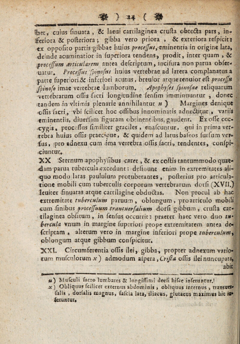 '50 Sfoet, catus fmuata , Bc hmi cartilaginea crufta obteda pars, 1n- :feriora 3c pofteriora *, gibba vero priora , 8c exteriora refprcir» ex oppdfito pards gibbae huius prmjfuf,«minentia in origine lata, deindeacuminarior in iuperiora tendens, prodit, inter quam ;froce.ffitm articularem antea deferiptum, mcilura non parua obfer- *«atur, Proceffus 'fpmofns huius vertebrae ad latera complanatus a parte ffipst?ori& inferiori acutus, breuior atquetenuiorefc procejfu fpinofo imae vertebrae lumborum* Apnphyfes fptmfae reliquarum vertebrarum offis facti longitudine fenlim imminuuntur , donec . ‘tandem in vitimis plenarie annihilantur u) Margines denique effis facri., vbi fcilicet hoc offibus innominatis adncbiit.ur , variis eminentiis, diueffam figuram obtinentibus» gaudent. Exoflecoc- vcygis, proc ffius (i militer graciles , enafcunrur, qui in prima ver¬ tebra huius offis praecwue, & quidem ad latus bafeos fur funi ver» Ius» jpro adnexu cum ima vertebra offis faerfe tendentes, confpi- 1 ciuntui^ XX Sternum apophyObus caret, St ex collis tantummodo qme- «dam parua tubercula excedunt: delinunt enim in extremitates ali« quomodo latas paululum protuberantes, pofterius pro articula» , tione mobili cum tuberculis corporum vertebrarum dcufS (XVII.}* ileuiter finuatas atque cartilagine obdutlas. Non procul ab hac extremitate tuberculum partium , oblongum» pro articulo mobili cum ffinibus frocejjuum tmnsuerfalium dorfi gibbum » cruda car¬ tilaginea obfiEUm, in fenfus occurrit i praeter haec vero duo w hercula vnum in margine fu perior i prope extremitatem antea de- feriptam * alterum vero in margine inferiori prope tuberculum, oblongum atque gibbum confpicitur* XXI. Circumferentia offis ilei, gibba-, propter adnexum vario* mm mufculorum x ) admodum aipera, Crtfta offis ilei nuncupata, ; ' abit u) 'Mutculi facro lombares Sz longiffiimi clorfi hifce infmtfltUTd .x) Obliquus fcilicet externus abdominis , obliquus internus » transuet* falis > dorlalis naagnus» fafeis lata, iliacus, glutaeus maximus bic ifl* &raitcur»