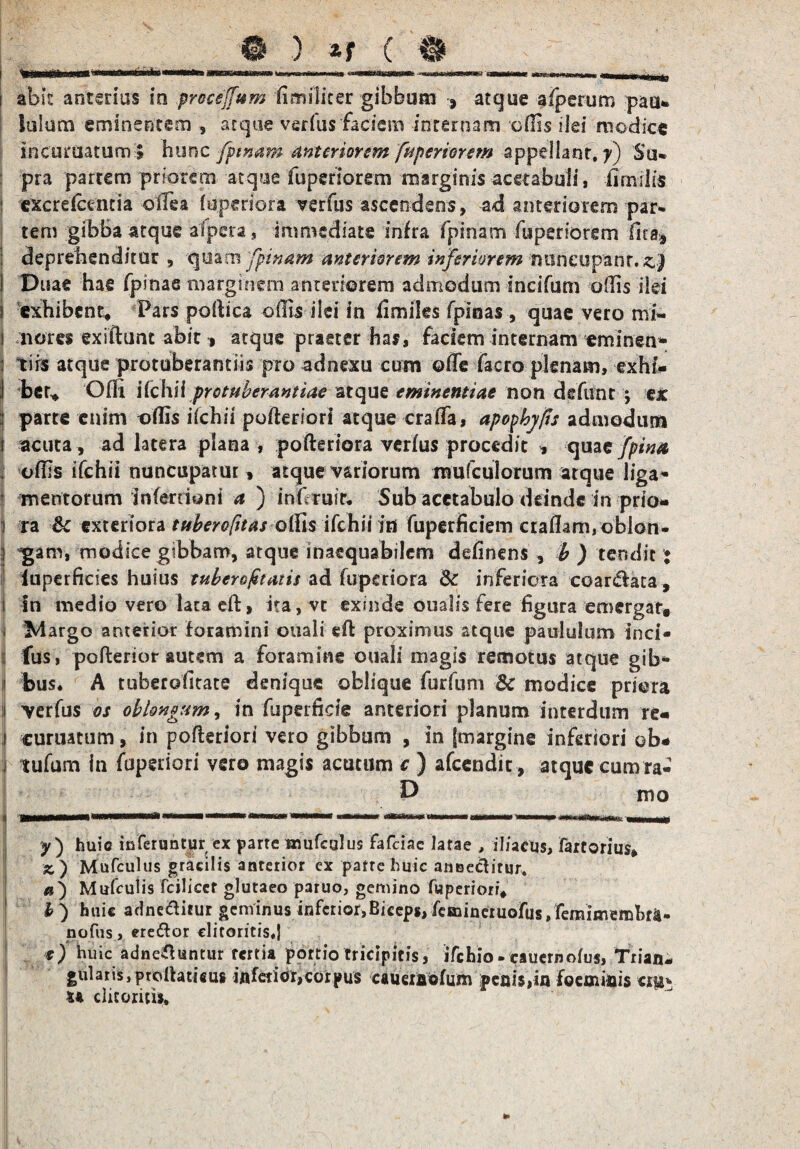 Iulum eminentem , atque verfus faciem internam odis ilei modice incuruatuml hunc /pinam anteriorem /apertorem appellant, y) Su« : pra partem priorem atque fuperiorem marginis acetabuli, iimrlis : excreictntia ollea luperiora verfus ascendens, ad anteriorem par* tem gibba atque afpera, immediate infra fpinam fuperiorem fita* | deprehenditur 5 quam fpinam anteriorem inferiorem mineupanr. z) I Duae hae fpinae marginem anteriorem admodum incifum odis ilei } exhibent* Pars podica odis ilei in fimiles fpinas , quae vero mi- i nores exiftunt abit * atque praeter has, faciem internam eminen* : tirs atque protuberandis pro adnexu cum ode facro plenam, exht* I ber* Ofii \(cK\\ protuberantiae atque eminentiae non defunt ; ex ^ parte enim odis dehii pofteriori atque craffa, apopbyjis admodum i acuta, ad latera plana , pofteriora verfus procedit , quae /pina odis ifchii nuncupatur, atque variorum raufculorum atque liga¬ mentorum inTerdoni et ) inftuir, Sub acetabulo deinde in prio» i ra Sc exteriora tuberofitas odis ifchii in fuperfictem eradam,oblon- ; gam, modice gibbam, atque inaequabilem delinens , b ) tendit : luperficies huius tubero/tatis ad fuperiora Sc inferiora coartata, i In medio vero lata eft, ita, vr exinde oualis fere figura emergat, j Margo anterior foramini ouali eft proximus atque paululum inci¬ li fus, pofterior autem a foramine ouali magis remotus atque gib- j bus. A tuberodtate denique oblique furfum Sc modice priora :i verfus os oblongum, in fu perfide anteriori planum interdum re* j curuatum, in pofteriori vero gibbum , in [margine inferiori ob* ii tufum in fupenon vero magis acutum c ) afccndit , atque cum ra- D mo y) huic inferuntur ex parte mufcalus fafeiae latae , iliacus, fartorius, z) Mufculus gracilis anterior ex patre huic annectitur, Mufculis fcilicet glutaeo paruo, gemino fuperiori* 1 l) huic adne&itur geminus inferior,Biceps, fcmineruofus/Femimemhra- nofus, ere&or clitoritisd *) huic adne£tuntur tertia portio tricipitis, ifchio - cauernofus, Trian¬ gularis, prolfatifius inferior, cor pus caueinofum penis,in foeminis s* clitoritis.