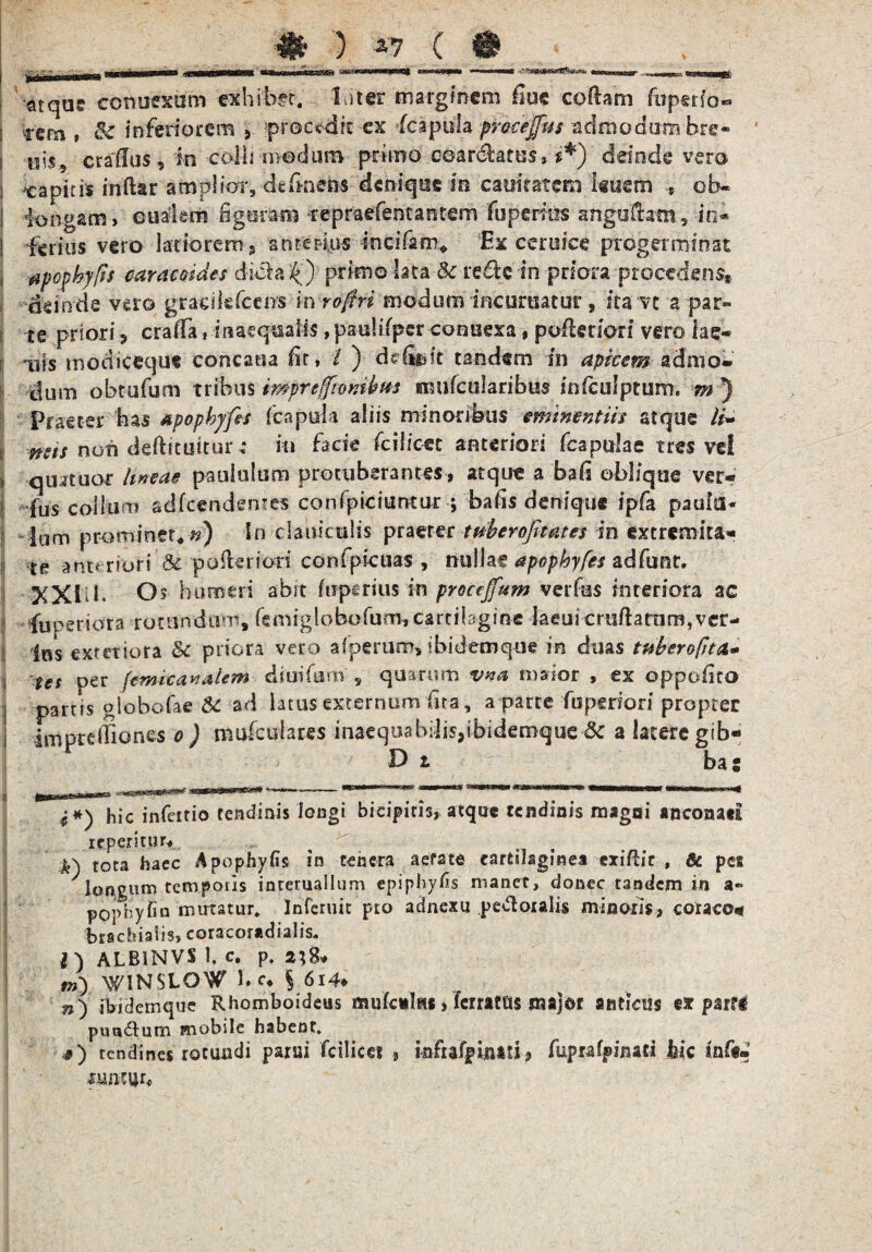'stqus eonuexum exhibet. Ititer marginem Ume codam ftipsrlo® i tcm t & inferiorem procedit ex (capula proceffus -admodum bre- i tsls, eradas, m -colli modum primo coarchtus, **) deinde vero i capitis indar amplior, definens denique in caoiratem liiictn ob« ! longam, eualcm figuram repraefencantem fuperftte anguftam, io* I ferias vero latiorem 9 anterius incitem* Ex ceroice progerminat ■ apophyfs caracoides dicta f) primo lata 8c refte in priora procedens* deinde vero graeikfcens 'm roftri modum mcuraacur, ita vt a par¬ te priori ? crafifa, inaequalis, pauhfpsr connexa, poderiori vero lae¬ nis modicequ* concatia fit, / ) definit tandem in apicem admo¬ dum obtufum tribus imprefftombm mufcularibus infculptum. m ) Praeter has apophyfes (capula aliis minoribus eminentiis atque li- l neis non defticuitur,* in facie fcilioct anteriori (capulas tres vd i quatuor lineae paululum protuberantes, atque a bafi oblique ver- f fus collum adfcendentes confpidarttur ; bafis denique ipfa paulu¬ lum prominet*») In clauiculis praeter tuberofitates in extremita- jj tfg anteriori & pofteriori confpicuas * nullae apophyfes adfunr. XXIib Os humeri abit (tfpcrius in proctjfum vetfus interiora ac Ij fuperiora rotundum, fsmrglobofurfl* cartilagine lacui crudarum, ver- j |RS exteriora & priora vero afperurn, ibideroque in duas tubero fit a* :| tef pgr femie analem diuifarn' v quarum vna maior , ex oppofico j parris giobofae Sc ad latus externum fita, a parte (upenori propter impreffiones o ) mufculares inaequabilis,ibidemque & a latere gib- D t ba s i*) hic infeitio tendinis longi bicipitis, atque tendinis magni an conati repetitur* ^ tota haec Apophyfis in tenera aefate cartilaginea exiftit , 8t pes longum temporis interuallum epiphyfo manet, donec tandem in a- pop^hyfio mutatur. Inferuit pro adnexu pedoralis minoris, coraco* brachialis, coracoradialis. I) ALB1NVS 1. c. p. a}8* tn) WINSLOW hc* | 614* n') ibiclemque Rhomboideus mufculss, ferratas major anticus ex parti punitum mobile habent. j) tendines rotundi parui fciliees , krfrafpijMti, fuprafpinati hic inftm mmuh