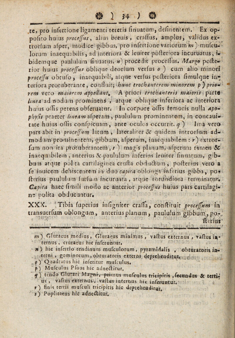 te, pro infertione ligamenti teretis finuatum, de/inencem. Ex op- pofito huius procejfm, alms breuis , craffus, amplus, validus ex- trorfum afpcr, modice gibbus, pro infertione variorum iw)-mufcu- lorum inaequabili, ad interiora & leuicer pofteripra iheuruatus, iV bidemque paululum finaatus* n) procedit procedas. Maro* polle- rior huius procejfas oblique deorlum verfus o ) cum alio minori proccjfa obtufo, inaequabdi, atque vetfus pofkrsora fimulque in^ terfora protuberante, consuit, hunc trochanterem minorem p) prie* rem vero maiorem appellant. A priori trochanteris maioris parte Irnea ad nodum prominetis y atque oblique inferiora ac interiora huius odis petens obferuanir. Ia corpore odis femoris nulla apo* phyfis praeter lineam afperam, paululum prominentem, in concauf- tate huius otiis confpicuam, ante oculos occurrit, cj ) Ima vero pars abit in procefjam latum, latera I der &■ quidem introrfum ad- mod sm prominentem, gibbum, a(peruro, inaequabilem : r) extror- fum non ira pro:uberantem } / ) magis planum, aiperum tamen 8c inaequabilem , anterius %k paululum inferius lenirer firmatum, g b- bum atque pol ea cartilaginea cruda obductum , pofterius vero a fs imiicem dehiscentem in capita'dfeldn«*a;$n(criu$ gibbi, po» Acrius paululum furfum rncuniita , atque iortmdiora terminatur. Capita haec fimili modo ac anterior procejas huius pars cartilagi¬ ne polita obducuntur. XXX. Tibia fupetius infigniter crada, condfruiT proceffttm m sransuerfum oblongum, anterius planum, paululum gibbum , po¬ fterius ' c . • t - - ‘ f e V * ‘l j . , •' ' > . 1 ** f j-i . 5 + \ V V>HI mm rnnn mu'- — —i,n. -- , „ , n---i r —-a ,-4 , | ... ^ ^ . ... v i ; . .... „ d .,-e . v ' m) Glufaeiis medius, Gluraeus minimus > vaftus externus , vadus in¬ ternus , cruraeus hic inferuntur, hic infercio tendinum mufculorum, pyramidalis . ohturatoris in¬ cerni , geminorum, obtutatoris externi deprehenditur., > Quadratus hic infetitur mufculus. p ) Mufculus Pfoas hic adne&itur» f ) tendo Glutaei Magoni, primus mufculus tricipitis , fecundus Sc terti¬ us , vafeus externus, vaiU?internus hic inferuntur. r) finis tertii mufculi tricipitis hic deprehenditur. #) Poplitaeus hic adne&icur.