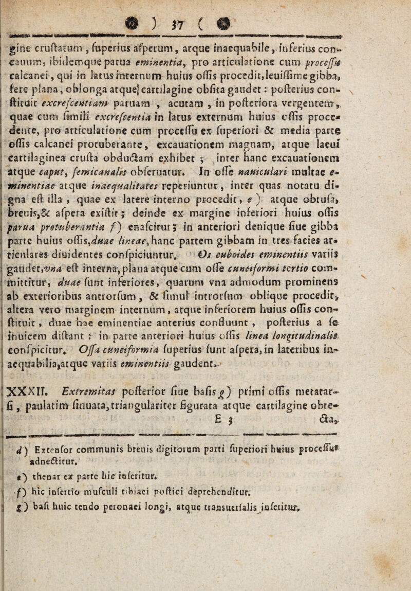 ! gine crudarum , fuperius afperum, atque inaequabile, inferius con-~ i eauum, ibidem que parua eminentiapro articulatione cum proceffa : calcanei, qui in latus internum huius offis procedit,Ieuiffimegibbas, i fere plana, oblonga atque* * cartilagine cbfita gaudet r- poderius con* x ! ditffit excrefcentiam partiam , acutam , in pofteriora vergentem ,, I quae cum fimiii excrefcentia in fatus externum huius effis proce* I dente, pro articulatione cum procdlii ex fu per i'ori & media parte : offis calcanei protuberante, excauationem magnam, atque lacui ; cartilaginea cruda obducam exhibet ; inter hanc excauationem atque caput, (emicandis obferuatur. In olli namculari multae e- j minentiae atque inaequalitates reperiuntur, inter quas notatu di- ; gna ed illa , quae ex latere interno procedit, e ) atque obtufav i brem$,& afpera exidit; deinde ex margine inferiori huius offis i parua protuberantia f) en a fc itui 5 in anteriori denique fiue gibba | parte huius offis,duae lineae, hanc partem gibbam in tres facies ar* } rien!ares diffidentes confpiciunrur. Os cuboidei eminentiis variis j gaodtiyvna eil interna, plana atque cum offie cuneiformi tertio com¬ mittitur, duae fiirrt inferiores, quarum vna admodum prominens ; ab exterioribus antrorfum , 5c fimuf introrfum oblique procedit» i altera vero marginem internum, atque inferiorem huius offis com» ii (licuit, duae hae eminentiae anterius confluunt , poderius a f© i inuicem didant t in parce anteriori huius offis linea longitudinalis i confpicituv Offa cuneiformia fuperius funt afpera, in lateribus ia* j aequabdiajatqtie variis eminentiis gaudent» * | XXXII. Extremitas poderior flue baflsg) primi offis metacar- \ fi , paulatim finuata,triangulariter figurata atque cartilagine obre- £ f <da» llv r •; i-- 'Cy'\ . c •, . \ -b a . ' 4 ) Extenfor communis bteuis digitorum parti ftiperiori huius procedis adne&itur. *) thenar ex parte liie inferitim i| f) hic infcitio mufculi ohiaei podici deprehenditur» j f ) bafihuic tendo peionaei longi, atque transuerfalis inferitur»