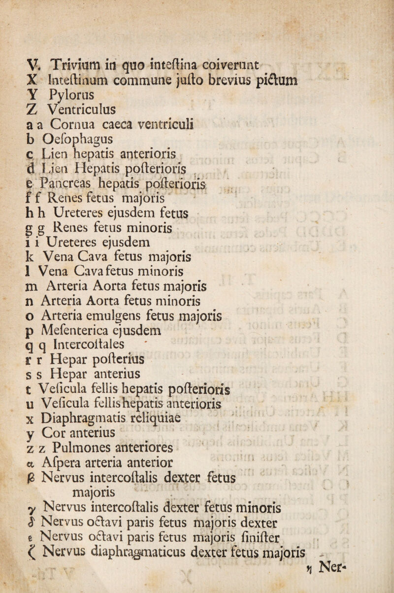 X Inteftinum commune jufto brevius pi&um Y Pylorus Z Ventriculus a a Cornua caeca ventriculi b Gefophagus c Lien hepatis anterioris d Lien Hepatis pofterioris e Pancreas hepatis pofterioris f f Renes fetus majoris h h Ureteres ejusdem fetus g g Renes fetus minoris i i Ureteres ejusdem k Vena Cava fetus majoris 1 Vena Cava fetus minoris m Arteria Aorta fetus majoris n Arteria Aorta fetus minoris o Arteria emulgens fetus majoris p Mefenterica ejusdem q q Intercollales r r Hepar pofterius s s Hepar anterius t Velicula fellis hepatis pofterioris u Velicula fellis hepatis anterioris x Diaphragmatis reliquiae y Cor anterius z z Pulmones anteriores «. Afpera arteria anterior 0 Nervus intercoftalis dexter fetus majoris y Nervus intercoftalis dexter fetus minoris 1 Nervus o&avi paris fetus majoris dexter e Nervus oftavi pacis fetus majoris finifter Nervus diaphragmaticus dexter fetus majoris