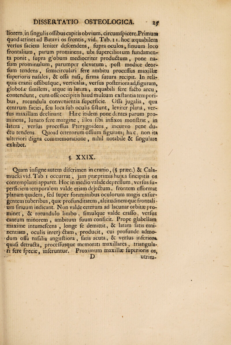 \ ' liorem.in lingulis oflibus capitis obvium, circumfpicere,Primum quod attinet ad Batavi os frontis, vid. Tab. i i.hoc aequabilem verius faciem leniter defcendens, fupra oculos , flnuum loco frontalium, parum prominens, ubi fupercilioium fundamen¬ ta ponit, fupra globum mediocriter produ&um , pone na- fum prominulum, parumper elevatum, pod modice deor- fimi tendens, femicirculari fere ambitu proceffus maxillae fuperioris nafales, & ofla nafi, firma futura recipit. In reli¬ quis cranii oflibulque, verticalia, verfus poderioraad,figuram, globolce fimilem, atque in latera , aequabili fere fa&o arcu , contendunt, cum ofle occipitis haud multum exftantia tempori¬ bus, rotundula convenientia fu perfide. Ofia jugalia , qua centrum faciei, feu loca fub oculis fidunt, leviter plana, ver¬ ius maxillam declinant Hac itidem pone dentes parum pro¬ minens, lunato fere margine , illos fibi infixos mondrat , ia latera , verfus procefllis Pterygoideos , incurvo pene du- du tendens. Quoad ceterorum ofiium figuram; hac, non ita ulteriori digna commemoratione, nihil notabile & lingulare exhibet. § XXIX. i ■ ■ ' 'j *< . - ( ■ . , ‘ Quam infigne autem diferimen in cranio, (§ praec.) Sc Cala- muckivid.Tab i occurrat, jam prteprimis hujus fincipitis os contemplanti apparet. Hoc in medio valide depreflum, verfus fu- perficiem temporalem valde etiam deje&um, frontem efformat planam quidem, fed luper foraminibus oculorum magis exfur- gentem tuberibus, quae profunditatem ,akitudinemquefrontali¬ um finuum indicant. Non valde ceterum ad lacunar orbitae pro¬ minet, Sc rotundulo limbo, fimulque valde erado, verius cantum minorem , ambitum fuum conficit. Prope glabellam maxime intumefeens , longe fe demittit, Sc latam fatis emi¬ nentiam, oculis interjedam, producit, cui profunde admo¬ dum ofla nafalia angudiora , fatis acuta, verius inferiora, quali detra&a, proccfliisque memorati maxillares, triangula¬ ri fere fpecie, inferuntur. Proximum maxillae iuperioris os, D utrim-