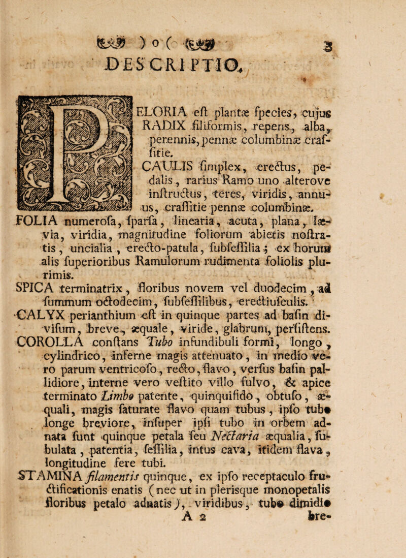 ) o c DES CRl PT1Q, ELORIA efl planta fpecies, cujus RADIX filiformis, repensalba^ :per.ennis, pennas columbinse craf- fit i e. CAUDIS fimplex, ereftus, pe¬ dalis , rarius Ramo uno alterove inflrucflus, teres, viridis, annu¬ us, craffitie pennse columbina FOLIA numerofa, fparfa, linearia, acuta, plana, lae¬ via, viridia, magnitudine foliorum abietis noftra- tis , uncialia , eredlo-patula, fubfeffiliaex horum alis fuperioribus Ramulorum rudimenta foliolis plu¬ rimis. SPICA terminatrix , floribus novem vel duodecim , ad fummum o&odecim, fubfeflilibus, eredtiufculis. ' CALYX perianthium cit in quinque partes ad bafin di- vifum, hreve, «quale, viride, glabrum, perfidens. COROLLA conflans Tubo infundibuli formi, longo , cylindrico, inferne magis attenuato, in medio ve- ro parum ventricofo , refio, flavo, verfus bafin pal¬ lidiore, interne vero veftito villo fulvo, & apice terminato LimbQ patente, quinquifido , obtufo, ae¬ quali, magis faturate flavo quam tubus, ipfo tub® longe breviore, infuper ipfi tubo in orbem ad- nata funt quinque petala feu Neffaria «qualia, Tu¬ bulata , patentia, feffilia, intus cava, itidem flava 9 longitudine fere tubi. STAMINA filamentis quinque, ex ipfo receptaculo fru* (flificationis enatis (nec ut in plerisque monopetalis floribus petalo adnatis viridibus , tub® diflridi# A 2 bre-