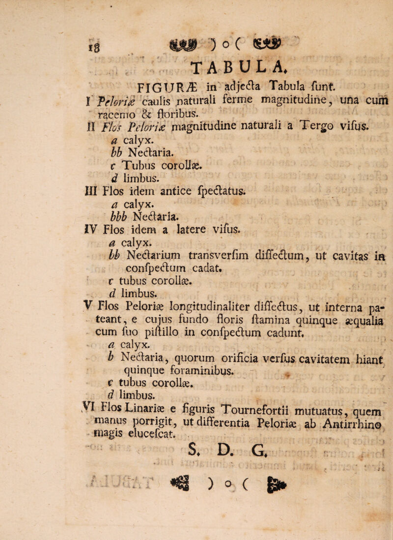 ig mp o c ' tabula. FIGURA in adje&a Tabula funt. IPeiori# caulis .naturali ferme magnitudine, una cum racemo & floribus. II Flos Peiori# magnitudine naturali a Tergo vifus. a calyx. bb Nectaria. t Tubus corollae. d limbus. III Flos idem antice fpedatus. a calyx. bbb Nedaria. IV Flos idem a latere vifus. a calyx. bb Nedarium transverfim diffectum, ut cavitas ia confpedum cadat* c tubus coroiise. d limbus. * V Flos Peloride Iongitudinaliter diffedus, ut interna pa¬ teant , e cujus fundo floris flamina quinque aqualia cum luo piftillo in confpedum cadunt. a calyx. b Nectaria, quorum orificia verfus cavitatem hiant quinque foraminibus. c tubus corollse. d limbus. kVI Flos Unariae e figuris Tournefortii mutuatus, quem manus porrigit, ut differentia Peloris ab Antirrhino' magis elucefcat. s. D. G. > r • * ' : ) ° ( 6* A