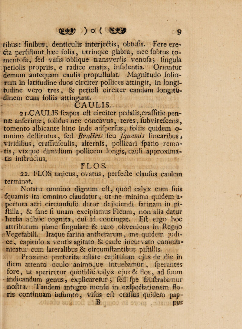 tibus: finibus, denticulis interjectis, obtufis. Fere ere¬ cta perfiilunt haec folia, utrinque glabra, nec fubtus to- mentofa, fed vafis oblique transvertis venofa; lingula petiolis propriis, e radice enatis, infidentia. Oriuntur demum antequam caulis propullulat. Magnitudo folio¬ rum in latitudine duos circiter pollices attingit, in longi¬ tudine vero tres, & petioli circiter eandem longitu¬ dinem cum foliis attingunt, CAULIS. si.CAULIS fcapus eft circiter pedalis,craflitie pen¬ nas anferinos, iolidus nec concavus, teres, fubvirefcens, tomento albicante hinc inde adfperfus, foliis quidem o- mnino deftitutus, fed BraEteis feu fquamis linearibus» viridibus, craffiufculis, alternis, pollicari fpatio remo¬ tis, vixque dimidium pollicem longis, cauli approxima¬ tis inftruftus. FLOS. 12. FLOS unicus, ovatus, perfe&e claufus caulem terminat. Notatu omnino dignum eft, quod calyx cum fuis fquamis ita omnino claudatur, ut ne minima quidem a- pertura a£ri circumfufo detur dejiciendi farinam in pi- ftilla, & fane fi unam excipiamus Ficum, non alia datur herba adhuc cognita, cui id contingat. Eft ergo hoc attributum plane lingulare & raro obveniens in Regno Vegetabili. Itaque farina antherarum, me quidem judi¬ ce, capitulo a ventis agitato & caule incurvato commu¬ nicatur cum lateralibus & circumflantibus piftillis. Proxime praeterita seftate capitulum ejus de die ia diem attento oculo animoque intuebamur, fperantes fore, ut aperiretur quotidie calyx ejus & flos, ad fuum indicandum genus , explicaretur ; fed fpe fruftrabamur noftra. Tandem integro menfe in exfpecftationem flo¬ ris continuam infumto, vifus eft craffus quidem pap- B pus