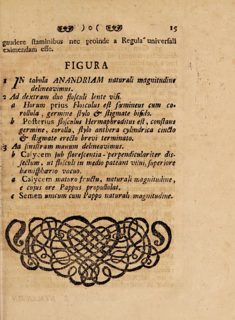 gaudere flaminibus nec proinde a Regula' univerfall eximendam effe. FIGURA X 7S tabula ANANDRIAM naturali magnitudine delineavimus. 5 Ad dextram duo flofluli lente vifi. a Horum prius Flosculus eft feemintus cum c&> rollula , germine flylo & fligmate bifido, b Pofterius flofculus Hermaphroditus efl, conflans germine, corolla, flylo anthera cylindrica cinflo & digmate ereEto brevi terminato. 3 Aa jintliram manum delineavimus. b Cafycem fub flore flentia - 'perpendiculariter dis- JeElum. ut flofculi in medio pateant vilui, fuperiore beemiflbceno vacuo. a Caiycem maturo fruflu, naturali magnitudine e cujus ore Pappus propullulat, c Semen mucum cum Pappo naturali magnitudine.