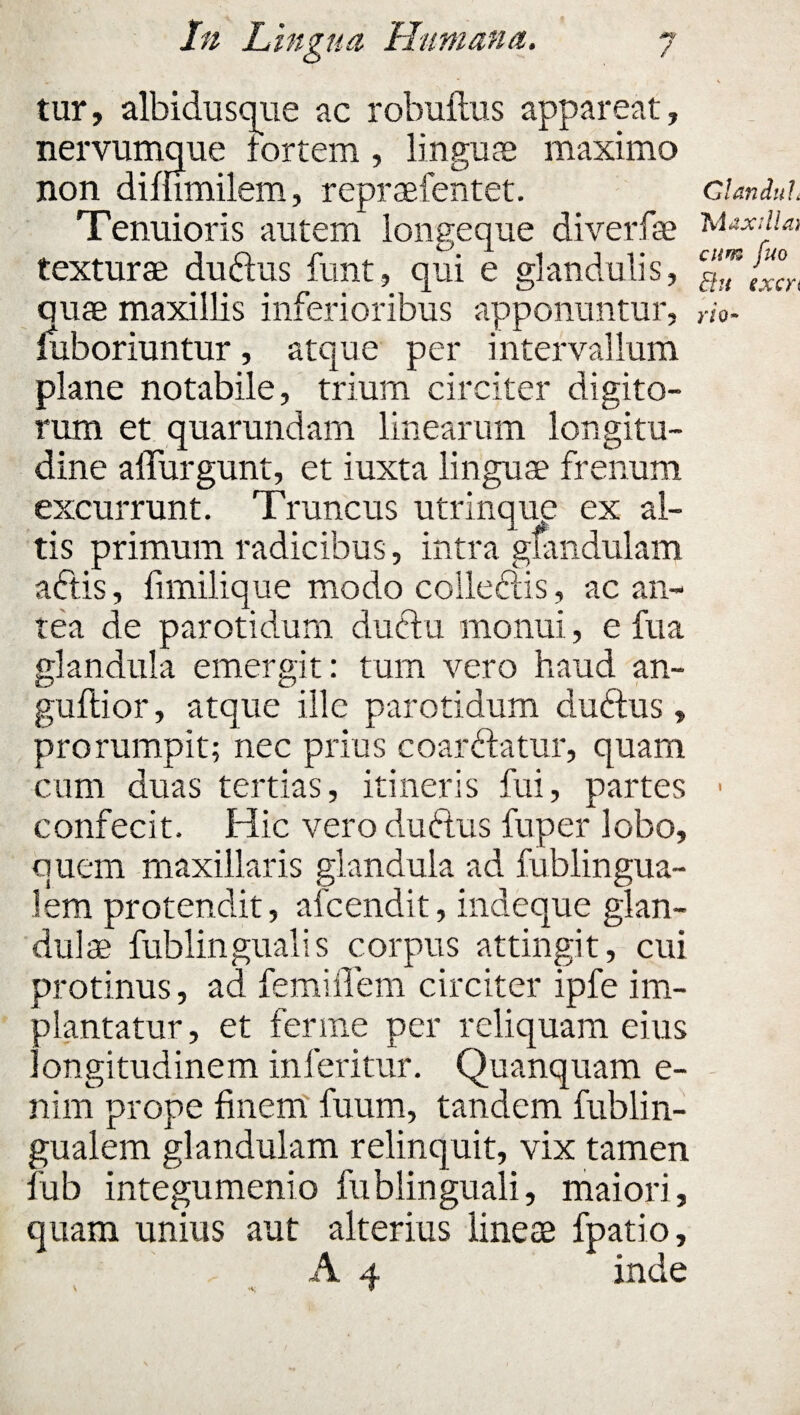 tur, albidusque ac robuftus appareat, nervumque fortem , linguae maximo non dimmilem, repraefentet. Tenuioris autem longeque diverfae texturae dudus funt, qui e glandulis, quae maxillis inferioribus apponuntur, luboriuntur, atque per intervallum plane notabile, trium circiter digito¬ rum et quarundam linearum longitu¬ dine aflurgunt, et iuxta linguae frenum excurrunt. Truncus utrinque ex al¬ tis primum radicibus, intra glandulam actis, fimilique modo colleddis, ac an¬ tea de parotidum dudtu monui, e fua glandula emergit: tum vero haud an- guflior, atque ille parotidum dudtus, prorumpit; nec prius coandatur, quam cum duas tertias, itineris fui, partes confecit. Hic vero duftus fuper lobo, quem maxillaris glandula ad fublingua- lem protendit, afcendit, indeque glan¬ dulae fublingualis corpus attingit, cui protinus, ad femiflem circiter ipfe im- plantatur, et ferme per reliquam eius longitudinem inferitur. Quanquam e- nim prope finem fuum, tandem fublin- gualem glandulam relinquit, vix tamen fub integumenio fublinguali, maiori , quam unius aut alterius line te fpatio, A 4 inde Clanduh 'hidxdlai cum fuo Elu ixcn rio-