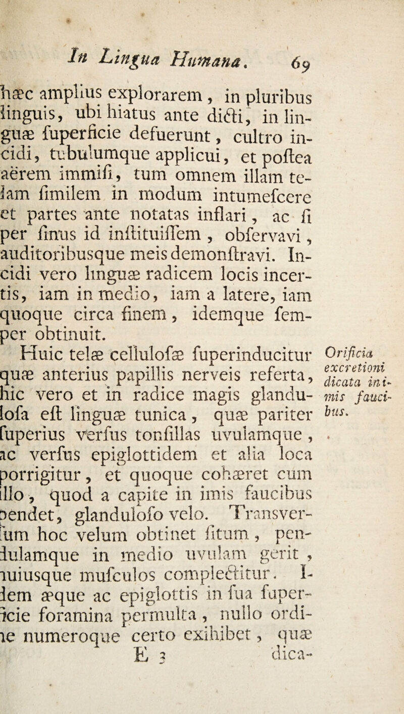 /« Lingua Humana, 69 haec amplius explorarem, in pluribus linguis, ubi hiatus ante didi, in lin¬ guae fuperficie defuerunt, cultro in¬ cidi , tubulumque applicui, et poftea aerem immifi, tum omnem illam te¬ lam fimilem in modum intumefcere et partes ante notatas inflari, ac fi per finus id inftituifiem , obfervavi, auditoribusque meis demonflravi. In¬ cidi vero linguae radicem locis incer¬ tis, iam in medio, iam a latere, iam quoque circa finem , idemque fem- per obtinuit. Huic telae cellulofse fuperinducitur quae anterius papillis nerveis referta, hic vero et in radice magis glandu- lofa efl linguae tunica, quae pariter fuperius verfus tonfillas uvulamque , ac verfus epiglottidem et alia loca porrigitur, et quoque cohaeret cum illo , quod a capite in imis faucibus pendet, glandulofo velo% Transver- fum hoc velum obtinet litum., pen- lulamque in medio uvulam gerit , luiusque mufculos compleftitur. I- lem apque ac epiglottis in fua faper- icie foramina permulta , nullo ordi¬ te numeroque certo exihibet, quae E 3 dica- Orificia ex cretioni dicata ini- mis fauci- bus*