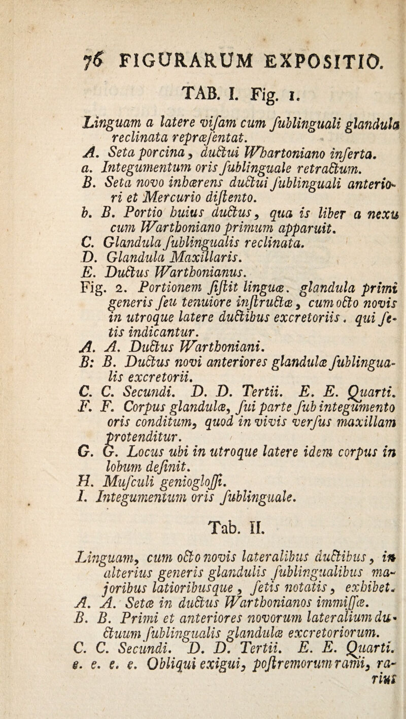 yS FIGURARUM EXPOSITIO. TAB. I. Fig. i. Linguam a latere vifam cum fublinguali glandula reclinata repraefentat. A. Seta porcina, duStui Whartoniano inferta. a. Integumentum oris fublinguale retraSbum. B. Seta novo inbcerens duStui fublinguali anterio* ri et Mercurio diftento. b. B. Portio huius du&us, qua is liber a nexu cum Warthoniano primum apparuit. C. Glandula fublingualis reclinata. D. Glandula Maxillaris. jE. Dufitus IVarthonianus. Fig. 2. Portionem Jiftit linguce. glandula primi generis feu tenuiore inJlruEtce * wotttr m utroque latere dufitibus excretoriis. /e- tis indicantur. vX Dufitus Warthoniani. j5; JS. Duftus novi anteriores glandulae fublingua¬ lis excretorii. C. C. Secundi. D. D. Tertii. E. E. Quarti. F. F. Corpus glandulae, fui parte fub integumento oris conditum, quod in vivis verfus maxillam protenditur. / I G. G. Locmj wfei fw utroque latere idem corpus in lobum definit. H. Mufculi genioglojft. I. Integumentum oris fublinguale. Tab. II. Linguam, cum o£lo novis lateralibus duElibus -> in alterius generis glandulis fublingualibus ma~ joribus latioribusque , fetis notatis, exhibet. A. A. Setae in dudtus Wartbonianos immiffce. B. B. Primi et anteriores novorum lateralium dv>* Stuum fublingualis glandulae excretoriorum. C. C. Secundi. D. D. Tertii. E. E. Quarti. §. e. e. e. Obliqui exigui, pofremorum ranii, ra- rm