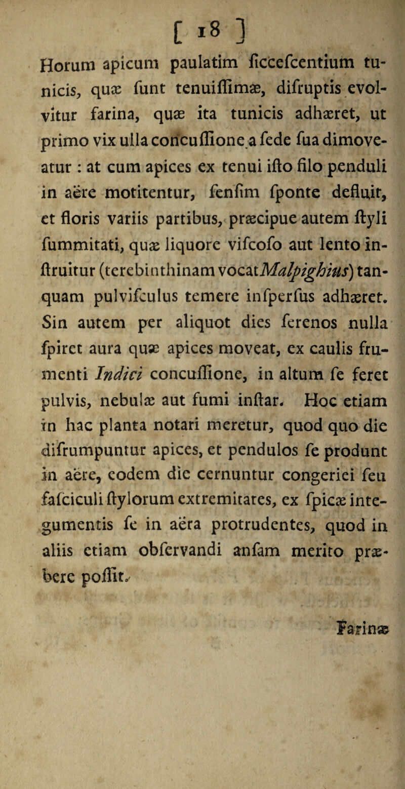 [ *« ] Horum apicum paulatim ficcefcentium tu¬ nicis, quas funt tenuifiimae, difruptis evol¬ vitur farina, quas ita tunicis adhasret, ut primo vix ulla coricuifionea fede fua dimove¬ atur : at cum apices ex tenui ifto filo penduli in aere motitentur, feniim fponte defluit, et floris variis partibus, praecipue autem ftyli fummitati, quae liquore vifcofo aut lento in- ftruitur (terebinthinam \ocaiMalpighius) tan- quam pulvifculus temere infperfus adhaeret. Sin autem per aliquot dies ferenos nulla fpiret aura quas apices moveat, ex caulis fru¬ menti Indici concullione, in altum fe feret pulvis, nebulae aut fumi inftar. Hoc etiam in hac planta notari meretur, quod quo die difrumpuntur apices, et pendulos fe produnt in aere, eodem dic cernuntur congeriei feu falciculi ftylorum extremitates, ex fpicas inte¬ gumentis fe in aera protrudentes, quod in aliis etiam obfervandi anfam merito prx- here poflit. fajrin®