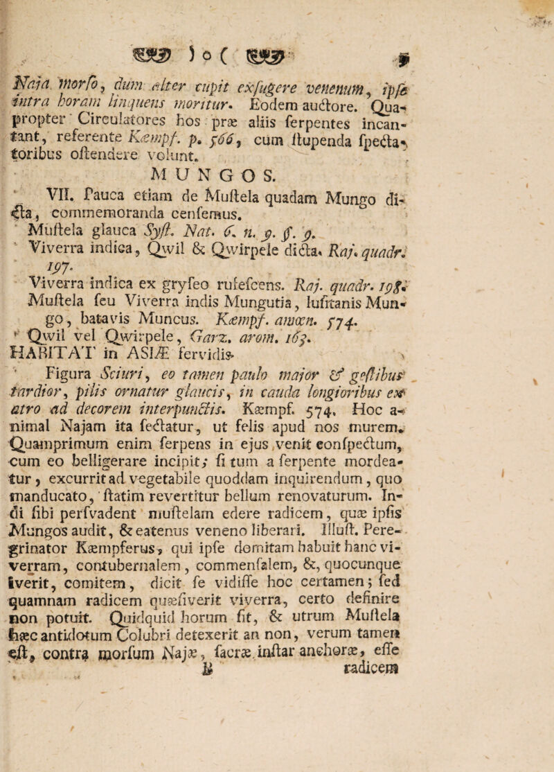 Nnjn movfo, dum alter cupit ex fugere venenum, /p/2? intra horam linquens moritur. Eodem audtore. Qua- propter Circulatores hos prae aliis ferpentes incan¬ tant, referente Kampf. p, , cum itupenda fpeda-> ioribus offendere volunt. M UNGO S. VII. Pauca etiam de Muflela quadam Mungo di- «Cta, commemoranda cenfemus. Muflela glauca Syft. Nat. £ n. $. /. j?. Viverra indica, Qwii & Qwirpele di&a* Rafquadr. #7- Viverra indica ex gryfeo ruiefcens. Raj. qua&r.igg* Muflela feu Viverra indis Mungutia, lufeanis Mun¬ go, bata vis Muncus. K&mpf. awocn. pjq. * Qwil vel Qwirpele, Garz. arom. /d>. HABITAT in ASJjE fervidi» Figura Sciuri, tamen paulo major & geflibus* tardior, pilis ornatur glaucis, in cauda longioribus ew atro ad decorem interpunctis. K^mpf. 574. Hoc a- nimal Najam ita fedlatur, ut felis apud nos murem* Quamprimum enim ferpens in ejus venit eonfpedum, cum eo belligerare incipit; fi tum a ferpente mordea¬ tur ? excurrit ad vegetabile quoddam inquirendum, quo manducato, ftatim revertitur bellum renovaturum. In¬ di fibi perfvadent niuftelarn edere radicem , quae ipfis Mungos audit, &eatenus veneno liberari. Illuft. Pere¬ grinator KsempferuS s qui ipfe domitam habuit hanc vi¬ verram, contubernalem, commenfalem, &,quocunque iverit, comitem, dicit fe vidiffe hoc certamen; fed quamnam radicem qugefiverit viverra, certo definire non potuit. Quidquid horum fit, & utrum Muflela iiaeeantidotum Colubri detexerit an non, verum tamen contra roorfum Najas, facrae.inftar .anchorae, effe & radicem