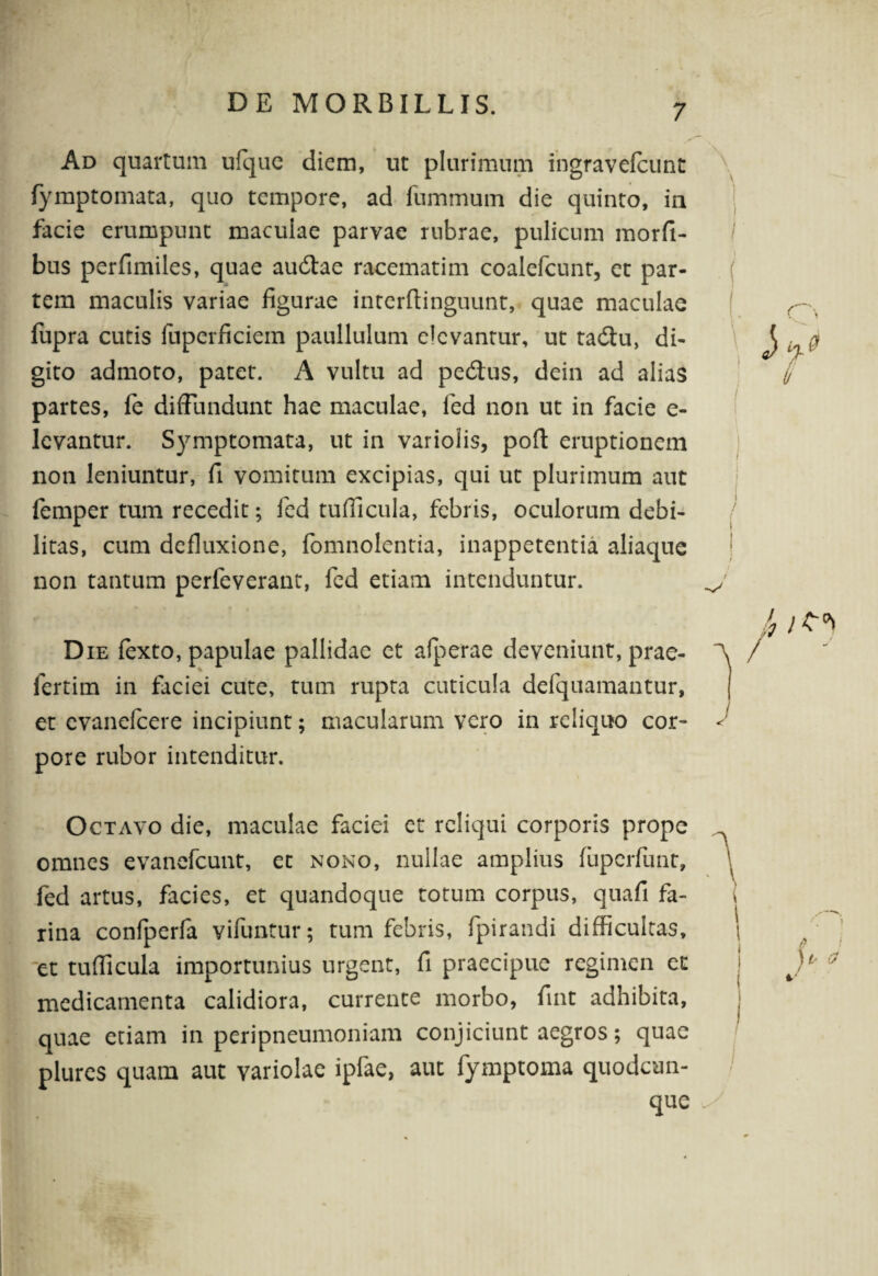 Ad quartum ufque diem, ut plurimum ingravefcunt fymptomata, quo tempore, ad fummum die quinto, ia facie erumpunt maculae parvae rubrae, pulicum morfi- bus perfimiles, quae audtae racematim coalefcunt, et par¬ tem maculis variae figurae interftinguunt, quae maculae fupra cutis fuperficiein paullulum elevantur, ut tadtu, di¬ gito admoto, patet. A vultu ad pedus, dein ad alias partes, fe diffundunt hae maculae, fed non ut in facie e- levantur. Symptomata, ut in variolis, pofl: emptionem non leniuntur, fi vomitum excipias, qui ut plurimum aut femper tum recedit; fed tufiicula, febris, oculorum debi¬ litas, cum defluxione, fomnolentia, inappetentia aliaque non tantum perfeverant, fed etiam intenduntur. Die fexto, papulae pallidae et afperae deveniunt, prae- fertim in faciei cute, tum rupta cuticula defquamantur, et evanefeere incipiunt; macularum vero in reliquo cor¬ pore rubor intenditur. Octavo die, maculae faciei et reliqui corporis prope omnes evanefeunt, et nono, nullae amplius fuperfunt, fed artus, facies, et quandoque totum corpus, quafi fa¬ rina confperfa vifuntur; tum febris, fpirandi difficultas, et tudicula importunius urgent, fi praecipue regimen et medicamenta calidiora, currente morbo, fint adhibita, quae etiam in peripneumoniam conjiciunt aegros; quae plures quam aut variolae ipfae, aut fymptoma quodcun¬ que
