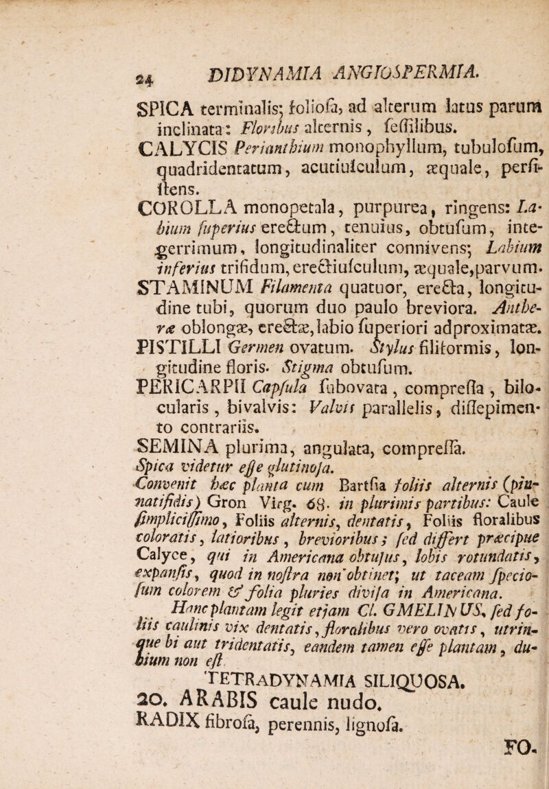 SPICA terminalis; foliola, ad alterum latus parum inclinata: Flonbus alternis, feffilibus. CALYCIS Perimi hium monophylium, tubulofum, quadridentatum, acutiulculum, squale, perfi¬ dens. COROLLA monopetala, purpurea, ringens: La¬ bium fuperiusereQrum, tenuius, obtufum, inte¬ gerrimum, longitudinaliter connivens; Labium inferius trifidum,erecidulculum, squale,parvum. STAMINUM Filamenta quatuor, ere£ta, longitu¬ dine tubi, quorum duo paulo breviora. Antbe- ne oblongse, ereSte,labio fuperiori adproximats. PISTILLI Germen ovatum. Stylus filiformis, lon¬ gitudine floris. Stigma obtufum. PERICARP1I Capfuh fubovata , comprefia , bilo- cularis, bi valvis: Valvis parallelis, difiepimen- to contrariis. SEMINA plurima, angulata, comprefia. Spica videtur ejje glutinoja. Convenit bec planta cum Bartfia foliis alternis (piu- natifidis) Gron Virg. 6H- in plurimis partibus: Caule fimpliciffimo, Foliis alternis, dentatis, Foliis floralibus coloratis, latioribus, brevioribus ; fed differt prxcipue Calyce, qui in Americana obtujus, lobis rotundatis, expanfis, quod in nofIra non'obtinet, ut taceam fpecio- fum colorem tjf folia pluries divi]a in Americana. Hanc plantam legit etjam Cl. G MELIE US% fed fo¬ liis caulinis vix dentatis, floralibus vero ovatis, utrin- que bi aut indentatis, eandem tamen effe plantam, du¬ bium non eft TETRaDYNAMFA SILIQUOSA. 20. ARABIS caule nudo. RADIX fibroia, perennis, ligno/a. FO.