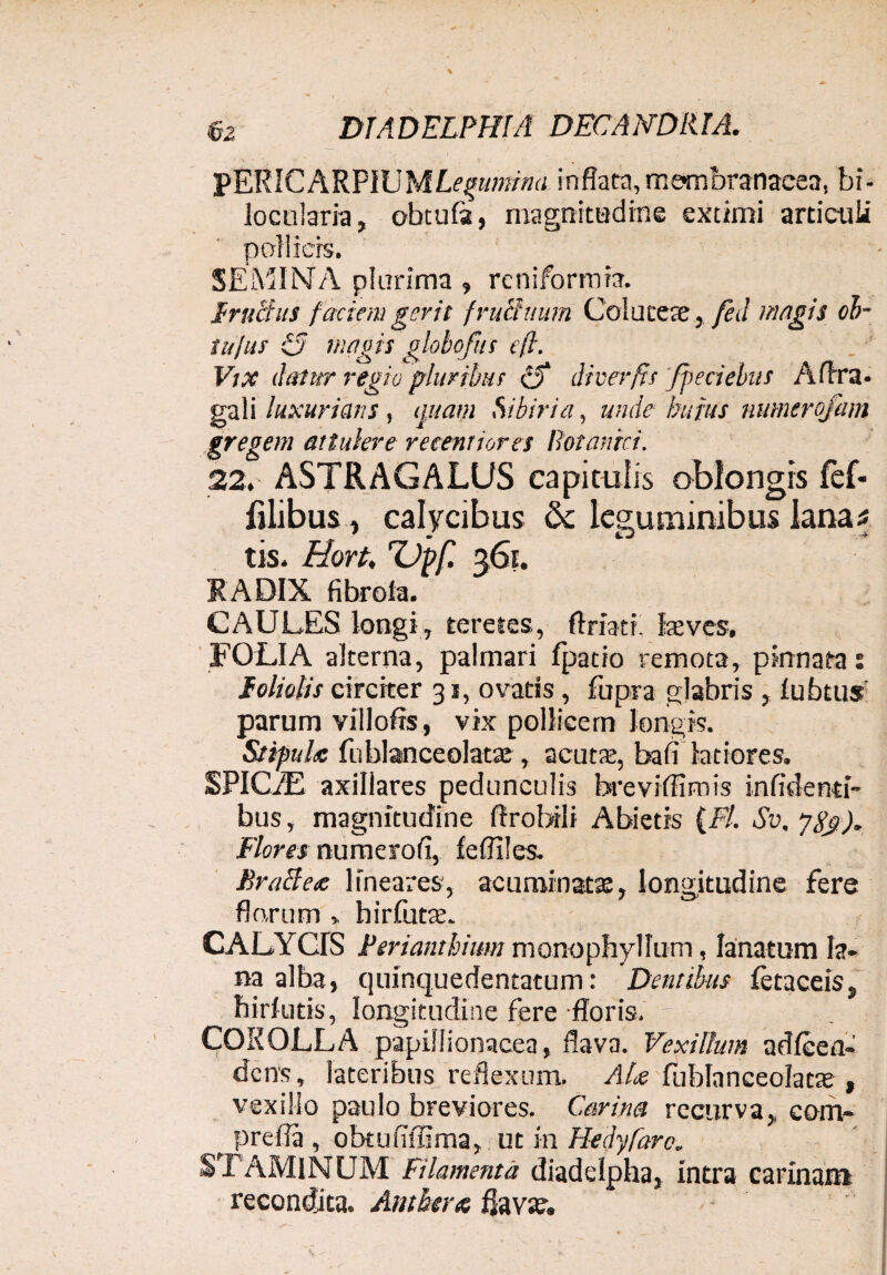 pERICARPIUMLegumina inflata,membranacea, bi- locularia, obtufa, magnitudine extimi articuli paliiers. SEMINA plurima 9 reniformia. trucius faciem gerit fructuum CoIucese5. fed magis oi- tufus c/ mugis globofus eft. Vix datur regio pluribus c5* dicer fis fpeciebus Aflra- gali luxurians , quam Si bivia, unde huius nmnerofam gregem attulere recentiores Botanici. 22. ASTRAGALUS capitulis oblongis fef* filibus y calycibus & leguminibus lana* tis. Hort, rVpf. 361. RADIX fibrofa. CAULES longi, teretes, ftriati laves, FOLIA alterna, palmari fpatio remota, pinnata: foliolis circiter 31, ovatis, fupra glabris , lubtus parum villofls, vix pollicem longis. Stipule fublanceolatse , acuta:, bafilatiores. SPICAE axillares pedunculis breviflimis in fidenti¬ bus , magnitudine ftrobili Abietis (Fl. Sv, JS$). Flores numerofi, fefliles. Bracle<c lineares, acuminata:, longitudine fere florum hirfutse. CALYdS Perianthium monophyllum, lanatum la¬ na alba, quinquedentatum: Dentibus fetaceis, hirfutis, longitudine fere floris. COROLLA papiflionacea, flava. Vexillum adfcen- dens, lateribus reflexum. AU fublanceolatte , vexillo paulo breviores. Carina recurva, corh- prefla , obtufiffima, ut in Hedyfarc. STAMINUM Filamenta diadelpha, intra carinam recondita. Anthera flava?, - - i •i, ■ ■ V - I ^ _ i (