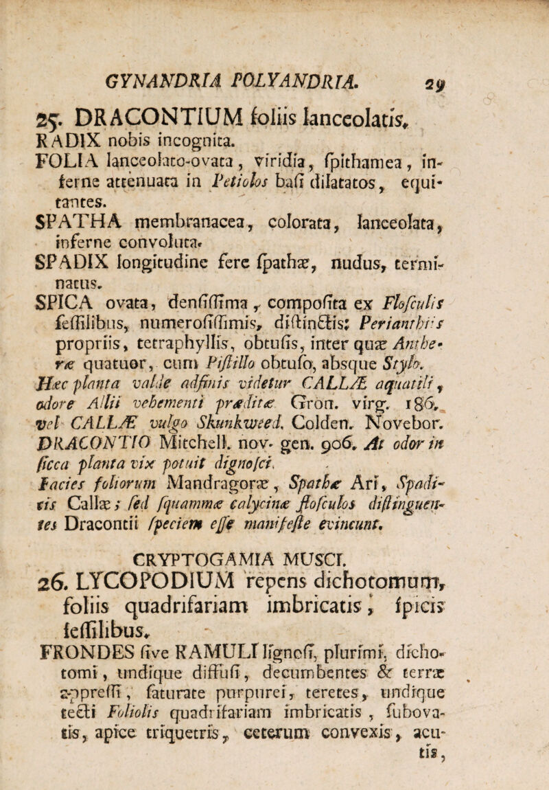 GYNANDRIA POLYANDRIA. 30 2* DRACONTIUM foliis lanceolatis, RADIX nobis incognita. FOLIA lanceoiato-ovata, viridia, fpithamea, in¬ terne attenuata in Petiolos bafi dilatatos, equi¬ tantes. SPATHA membranacea, colorata, lanceolata, inferne convoluta. SPADIX longitudine fere fpatha?, nudus, termi¬ natus. SPICA ovata, denfifltma , compofita ex Flofculis feffilibus, numeroitffimis, dtltin&is; Periantbils propriis, tetraphyllis, obtubs,linterqua?Attt.be •. r<e quatuor, cum Pijlillo obtufo, absque Stylo. Haec flant a valde adfinis videtur f.ALL/E aquatili, adore Allii vehementi -prsedit £ Grorr. virg. r vel CALLSE vulgo Skunkweed. Colden. Novcbor. DRACONTIO MitcheU. nov* gen. 906. At odor in (icca planta vix potuit digno [ci. facies foliorum Mandragorae, Spathse Ari, Spadi¬ cis Calix ; fed fquammg ealycime fiofculos dift inguen- tes Draconti! fpeciem efle manifefle evincunt. CRYPTOGAMIA MUSd. 26. LYCOPODIUM repens dichotomnmy foliis quadrifariam imbricatis i fpicis iellilibus, • FRONDES five RAMULI ligncfT, plurimi, dreho- torni, undique diffud, decumbentes & terrae spprefTT, faturate purpurei, teretes, undique te£ti Foliolis quadrifariam imbricatis , fubova- tis, apice triquetris, ceterum convexis, acu¬ tis,