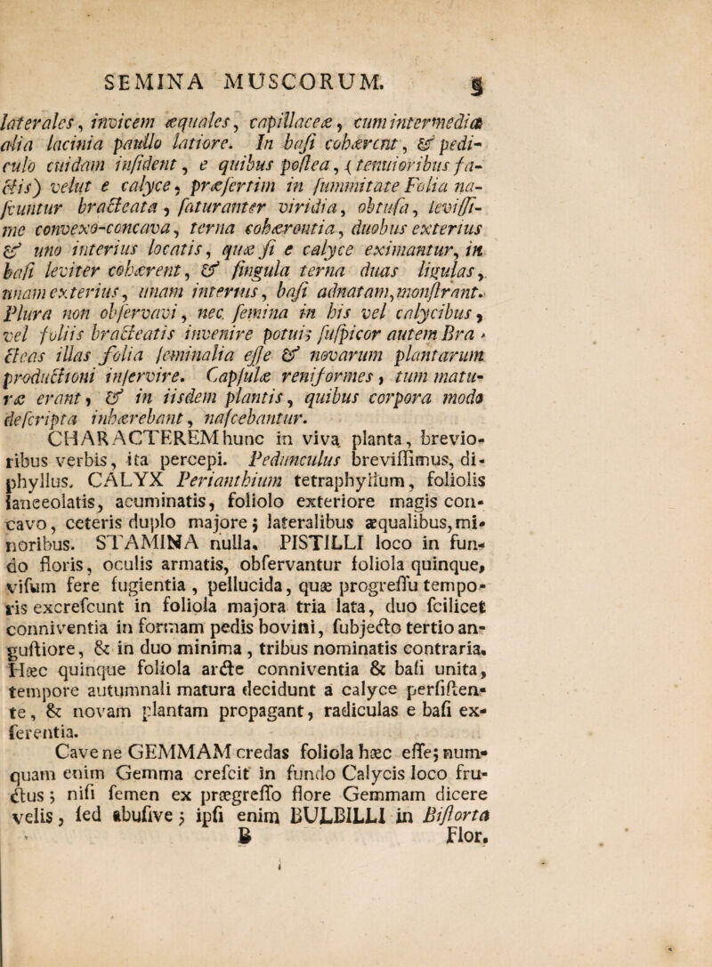 laterales, invicem aequales, capillacea , cum intermedias alia lacinia paullo latiore. In bafi cohaerent, & pedi¬ culo cuidam infiderit, t’ quibus poflea, ^ tenuioribus fa¬ ctis} vehit e calyce * prffertim in fummitate Folia na- Icuntur bracteata , fatur amer viridia, obtufa, levi (fi¬ me convexo-cGncava, fw/tf s obarent ia, duobus exterius & uno interius locatis, qwe fi e calyce eximantur, in hafi leviter cohecrent, fmgula terna duas ligulas,, unam exterius, unam internis, bafi adnatam, monflrant. Plura non objervavi, nec femina in his vel calycibus, vel foliis bracteatis invenire potuit fufpicor autem Bra * cieas illas folia feminalia ejfe & novarum plantarum productioni inftrvire. Cap/ulce reniformes, tum matu~ r<z erant * in iisdem plantis, quibus corpora modo de (cripta i nb arebant, nafcebantur. CHARACTEREM hunc in viva planta, brevio¬ ribus verbis, ita percepi. Pedunculus breviffimus, di- phyllus, CALYX Periantbium tetraphyiium, foliolis ianeeoiatis, acuminatis, foiiolo exteriore rnagis con¬ cavo, ceteris duplo majore 5 lateralibus aequalibus, mi¬ noribus. STAMINA nulla* PISTILLI loco in fun* do floris, oculis armatis, obfervantur foliola quinque, vifum fere fugientia, pellucida, quae progreflutempo¬ ris excrefcunt in foliola majora tria lata, duo fcilicet conniventia in formam pedis bovini, fubje&o tertio an- guftiore, & in duo minima , tribus nominatis contraria* Hoec quinque foliola ardle conniventia & bafi unita, tempore autumnali matura decidunt a calyce perfiften- te, &: novam plantam propagant, radiculas e bafi ex- ferentia. Cave ne GEMMAM credas foliola hxc efle; num* quam enim Gemma crefcit in fundo Calycis loco fru- dfus ; nili femen ex proegreflo flore Gemmam dicere velis, led ftbuflve 5 ipfi enim BUJLBILLI in Bifiorta & Flor.