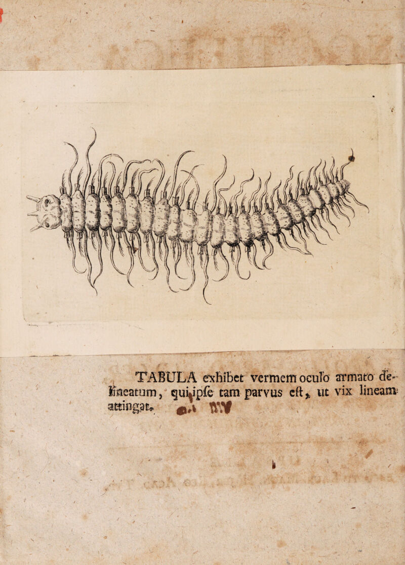 r\/ - :: / I V- - . TABULA exhibet vermem oculo armato de- lineatum, cjui^ipfe tam parvus cftut vix lineat» attingat* g,#i / a- . ■' Mr < A,1 ' .•i-.- j \ ■ f: \ vv ..