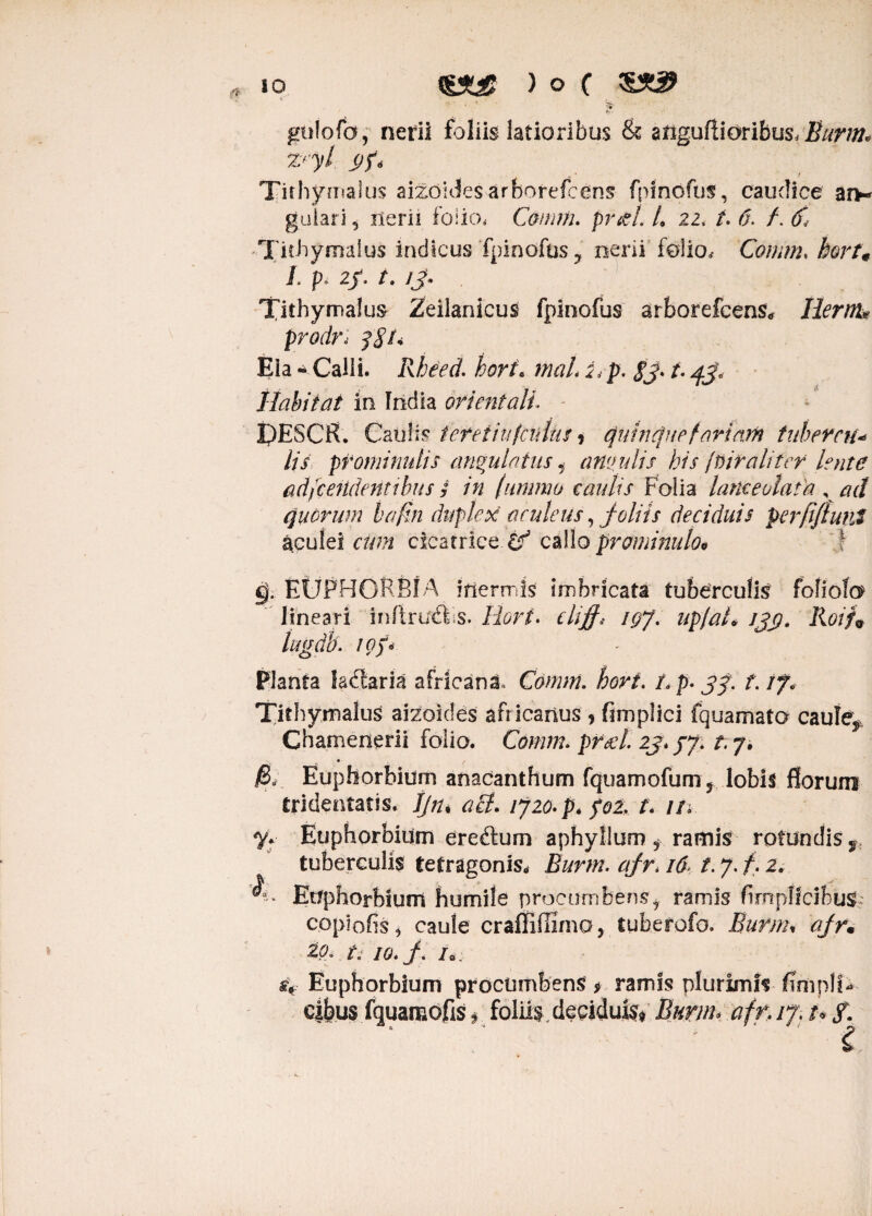 tk gufofo, nerii foliis latioribus & anguftioribus. Z''yl <)f< Tithymalus aizdlJesarborefcens fpindfus, caudice arv guiari, lier i i folio. Comm. pr&L L 22< /. 6. /. C Tithymalus indicus Tpinofus, nerii felio. Comnuhort« L p, 2/. /. /j* Tithymalus Zeilanicus fpinofus srborefeens, Herm* prodri yj5/* Eia * Calli. Rheed. horf. mah i. p. $J. /. Habitat in India orientali. PESCR. Caulis ieretiufcnlus, cjuincjnefartam tuberem lis ptominulis angulatus i amulis his jftir aliter lente adfcendentibus ; in (ummo caulis Folia lameolata , ad quorum bafin duplex aculeus, joliis deciduis perfifiunt cim cicatrice 6^ callo prominulo* \ €j; EtJPHOPBf A inermis imbricata tuberculis foliolo lineari infiruFFs. Horf. cliff* igj. upfaL /yy. Roif9 lugdk i())* Planta laflaria africana. Comm. bori. f.p. j>y. f. /f. Tithymalus aizoides africanus , fimplici fquamato caule, Chamenerii folio. Comm. preci 2j> /7. n 7. Euphorbium anacanthum fquamofum, lobis florum tridentatis. Jjn* a hi. ijio. p, foZ t* m 7* Euphorbium ereftum aphyllum, ramis rotundis, tuberculis tetragonis* Eurm. ajr> 16 t. 7. f. 2. Euphorbium humile procumbens, ramis fimplicibus co pio fis, caule craffiffimo, tuberofo. Burim djr• 2^ /\ /£?./. /o: «V Euphorbium procumbens * ramis plurimis flmpli-- cibus fquamdfis * foliis deciduis. Burim afr. ij. /• /. ‘ ' ' ' ' i