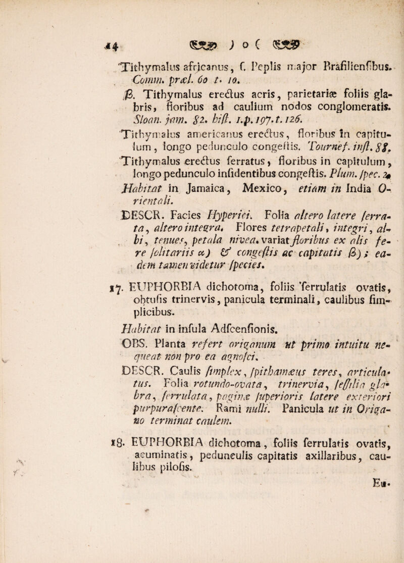 Tithymalus afrj,canus, f. Peplis major Brafilienfbus. Comnu precf 60 t* io. /j6. Tithymalus eredus acris, parietariae foliis gla¬ bris, floribus ad caulium nodos conglomeratis. Sloan. jam. $2* hi fif. i.p.igj.t.nti, 'Tithymalus americanus eredus, floribus In capitu¬ lum , longo pedunculo congeftis. Tournef. infl. 88. Tithymalus eredus ferratus, floribus in capitulum, longo pedunculo infidentibus congeftis. Pium. /pec. ?* JJabitjQt in Jamaica, Mexico, etiam in India 0- rientali. JDESCR. Facies Hyperici. Folia altero latere /'erra- ta, altero integra* Flores tetrapetali, integri, aU bi, tenues*, petala nivea .variatfloribus ex alis fe- re jdttariis u) itf congeftis ac capitatis ft>) ; ea- dem tamen videtur /pectes. i*j. EUPHORBIA dichotoma, foliis Terrulatis ovatis, obtufis trinervis, panicula tejrminali, caulibus fim- plicibus. Habitat in infula Adfcenfionis. OBS. Planta refert origanum ut primo intuitu ne- queat non pro ea agnofci. DESCR. Caulis ftmplex, jpitbam&ns teres5 articula- tus. Folia rotundo-ovat a, tr i nervi a, ! e (fili a gla* bra, ferrulata, pagunt /uperioris latere exteriori purpiirafcente. Rami nulli* Panicula in Origa¬ no terminat caulem* tg. EUPHORBIA dichotoma, foliis ferrulatis ovatis, acuminatis, pedunculis capitatis axillaribus, cau¬ libus piiofis. . • • ' ' * Ea*