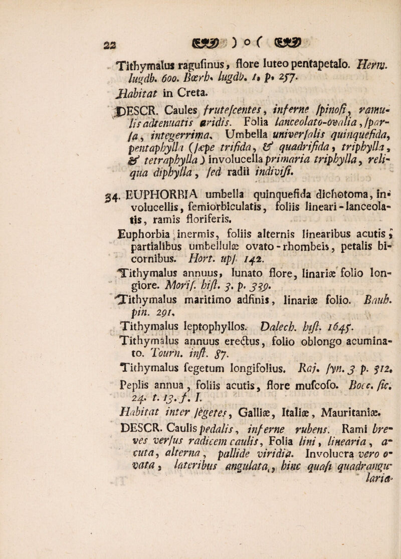 ) o ( C££25 Tithymalus ragufinus, flore luteo pentapetalo. Hem. luifdb. 600. Boerh* lugdb. /» p. 277. Habitat in Creta. DESCR. Caules frutefcentes, inferne (pinofi, ramu¬ lis adtenuatis aridis. Folia lanceolato-ovalia ,/par- ja, integerrima^ Umbella univerfalis quinque fida, pentaphylla (fxpe trifida, & quadrifida, triphylh, & tetraphylla ) involucella primaria triphylla, reli¬ qua di phy lia, fed radii indiviji. * V v ' .1 - 34. EUPHORBIA umbella quinquefida dichotoma, in» volucellis, femiorbiculatis, foliis lineari - lanceola* tis, ramis floriferis. Euphorbia inermis, foliis alternis linearibus acutis» partialibus umbellufc ovato - rhombeb, petalis bi¬ cornibus. Hort. upl 142. Tithymalus annuus, lunato flore, linariae folio lon¬ giore. Mori/\ hift. y. p, 343. Tithymalus maritimo adfinis, linariae folio. Bauh. pin. 291, Tithymalus leptophyllos. Daleck btfl. 1643. Tithymalus annuus ere&us, folio oblongo acumina¬ to. Teum. infl. $j. Tithymalus fegetum Iongifolius. Raj* fyn, 3 p. fi2t Peplis annua, foliis acutis, flore mufeofo. Bocc, (ic, 24. 1.13. J. L Habitat inter leget es, Galliae, Italiae, Mauritaniae DESCR. Caulis pedalis, inferne rubent. Rami brem ves ver jus radicem caulis, Folia lini, linearia, ar e ut a, alterna, pallide viridia. Involucra vero om mta 1 lateribus angulata,, bine quaft quadrangu¬ laria*