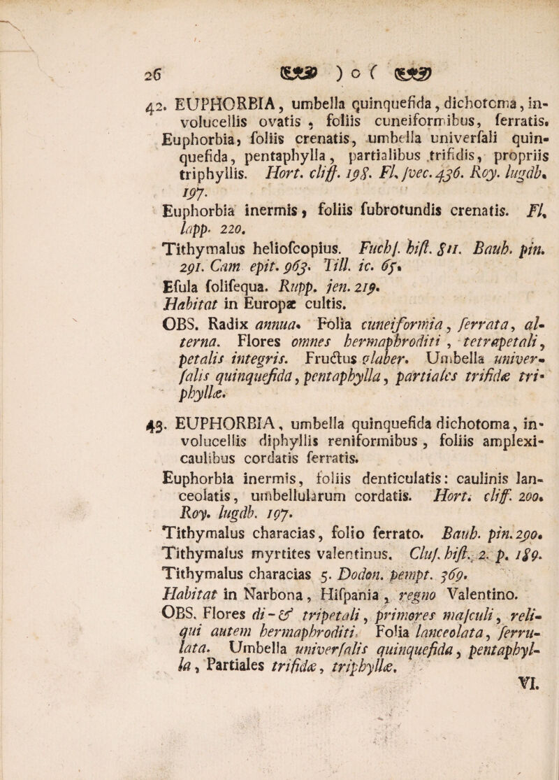 42. EUPHORBIA, umbella quinquefida, dichotcma,la- volueellis ovatis . foliis cuneiformibus, ferratis. Euphorbia? foliis crenatis, umbella univerfali quin¬ quefida., pentaphylla, partialibus trifidis, propriis triphyliis. Hort. cliff. 19$. FL Jvec.436. Roy. lugdb. W- Euphorbia inermis, foliis fubrotundis crenatis. Fl% fapp* 220. Tithymalus heliofcopius. FucbJ. hift. <?//» Bauh. 291. Cam epit. 963* TilL ic. 67 • Efula folifequa* Rupp. jen.2i$* Habitat in Europae cultis. OBS. Radix annua* Folia cuneiformia, ferrata, al- terna. Flores hermaphroditi , tetrapetali, petalis integris. Frudius glaber* Umbella univer- falis quinquefida, pentaphylla, partiales trifida tri* phylltf* 43. EUPHORBIA, umbella quinquefida dichotoma, in- volucellis diphyliis reniformibus , foliis amplexi- caulibus cordatis ferratis. Euphorbia inermis, loliis denticulatis: caulinis 3an« ceolatis, umbeltukrum cordatis. Hort* diff. 200• Rtfy. /»£<$. /07. * Tithymalus characias, folio ferrato. Bauh. pin.2j)o. Tithymalus myrtites valeotinus, Clufhift. 2, p. //£. Tithymalus characias 5. Dodon. pempt. 369* Habitat in Narbona, Hifpania , regno Valentino. OBS» Flores di-cf tripetali, primores ma/culi, reli¬ qui autem hermaphroditi\ Folia lanceolata, ferru- lata. Umbella univerfalis quinquefida, pentaphyl¬ la r Partiales trifida-, triphyttae. r YI.