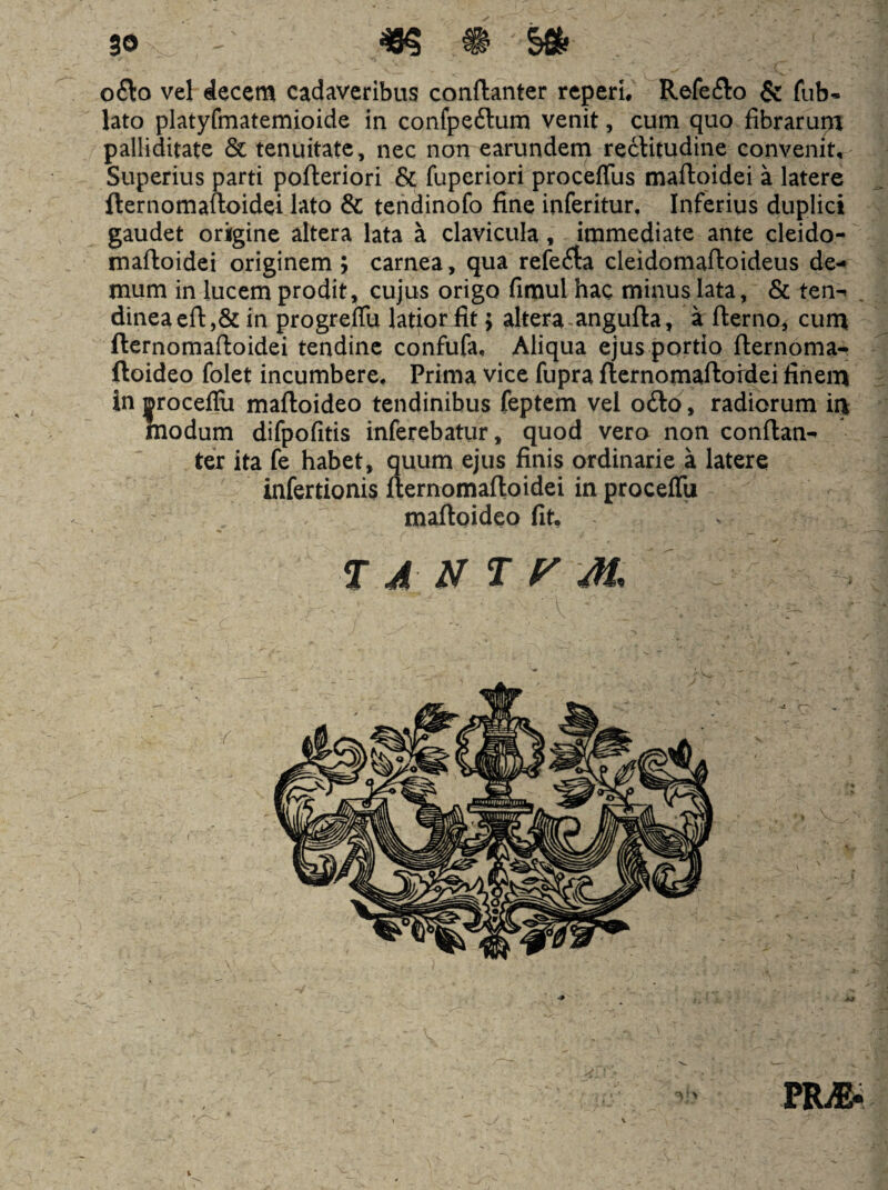 30 m ^ ^ o£lo vel decem cadaveribus conftanter rcperi. Refefto & fub- lato platyfmatemioide in confpeftum venit, cum quo fibrarum palliditate & tenuitate, nec non earundem recHmdine convenit. Superius parti pofteriori Sc fuperiori proceffus maftoidei a latere fternomaftoidei lato & tendinofo fine inferitur. Inferius duplici gaudet origine altera lata a clavicula, immediate ante cleido- maftoidei originem ; carnea, qua refecta cleidomaftoideus de¬ mum in lucem prodit, cujus origo fimul hac minus lata, & ten-» dineacfl:,& in progreflu latior fit; altera-angufta, a fternOj cuna fternomaftoidei tendine confufa. Aliqua ejus portio fternoma- ftoideo folet incumbere. Prima vice fupra ftcrnomaftofdei finem in irocefili maftoideo tendinibus feptem vel o£lo, radiorum iia modum difpofitis inferebatur, quod vero non conflan- ter ita fe habet, quum ejus finis ordinarie a latere infertionis fternomaftoidei in procefTu maflgideo fit. T A N T M. PRiE.: i