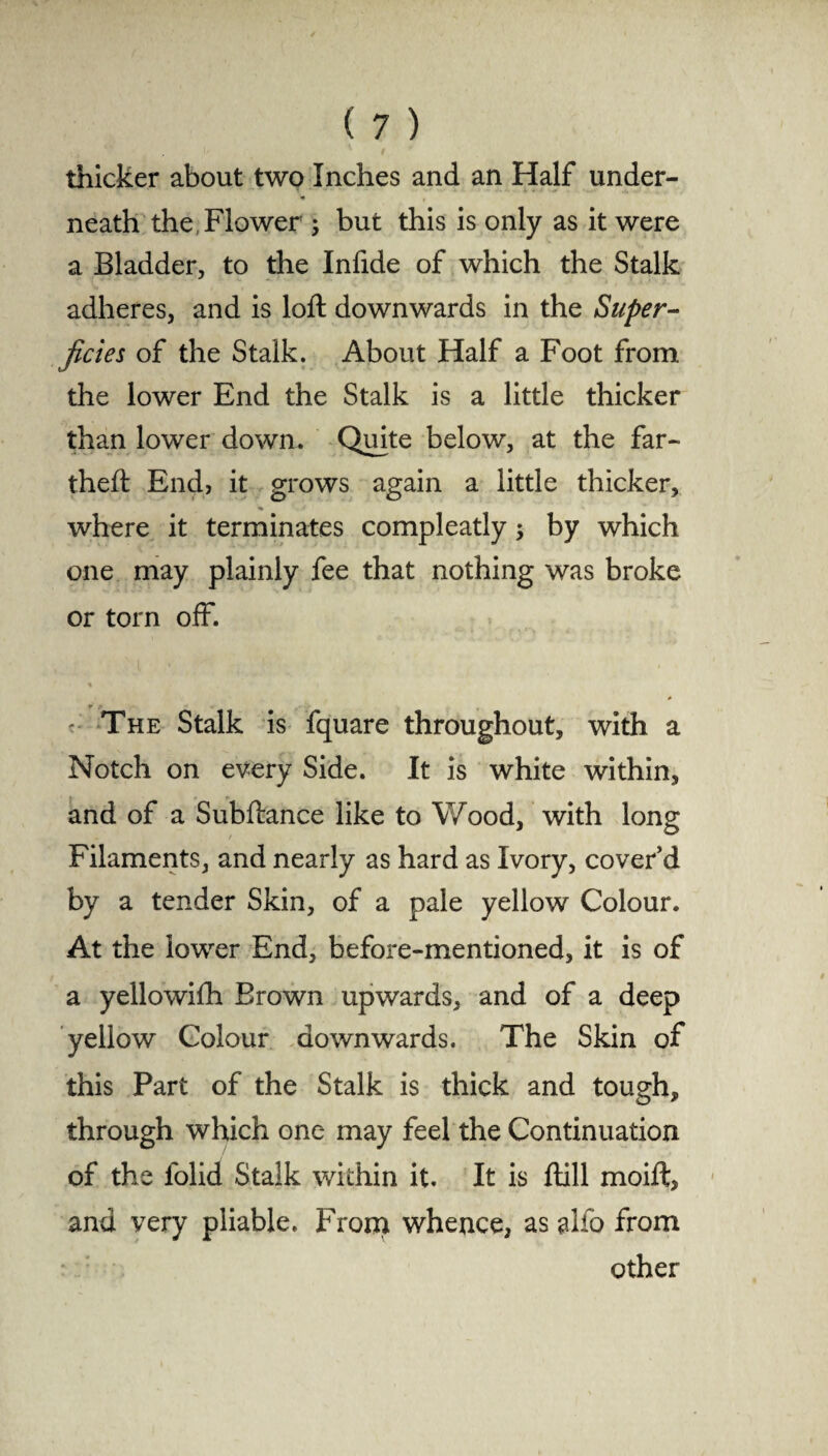 thicker about two Inches and an Half under¬ neath the, Flower ; but this is only as it were a Bladder, to the Infide of which the Stalk adheres, and is loft downwards in the Super¬ ficies of the Stalk. About Half a Foot from the lower End the Stalk is a little thicker than lower down. Quite below, at the far- theft End, it grows again a little thicker, where it terminates compleatly; by which one may plainly fee that nothing was broke or torn off. * - The Stalk is fquare throughout, with a Notch on every Side. It is white within, and of a Subftance like to Wood, with long Filaments, and nearly as hard as Ivory, cover'd by a tender Skin, of a pale yellow Colour. At the lower End, before-mentioned, it is of a yellowifh Brown upwards, and of a deep yellow Colour downwards. The Skin of this Part of the Stalk is thick and tough, through which one may feel the Continuation of the folid Stalk within it. It is ftill moift, and very pliable. From whence, as alfo from other
