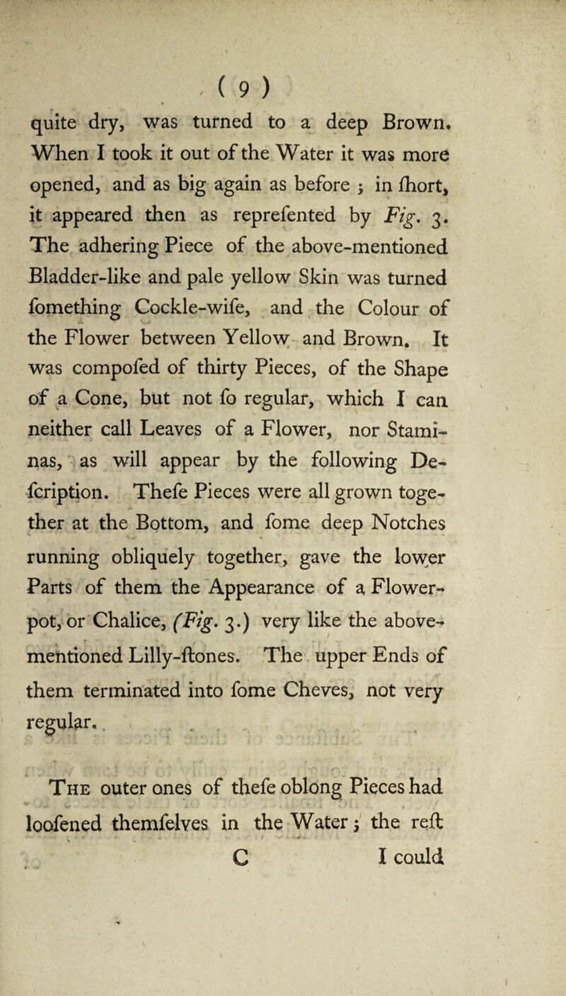 I 9 quite dry, was turned to a deep Brown, When I took it out of the Water it was more opened, and as big again as before ; in fhort, it appeared then as reprefented by Fig. 3. The adhering Piece of the above-mentioned Bladder-like and pale yellow Skin was turned fomething Cockle-wife, and the Colour of the Flower between Yellow and Brown. It was compofed of thirty Pieces, of the Shape of a Cone, but not fo regular, which I can neither call Leaves of a Flower, nor Stami¬ nas, as will appear by the following De- fcription. Thefe Pieces were all grown toge¬ ther at the Bottom, and fome deep Notches running obliquely together, gave the lower Parts of them the Appearance of a Flower¬ pot, or Chalice, (Fig. 3.) very like the above- mentioned Lilly-ftones. The upper Ends of them terminated into fome Cheves, not very regular.. The outer ones of thefe oblong Pieces had , loofened themfelves in the Water; the reft C I could