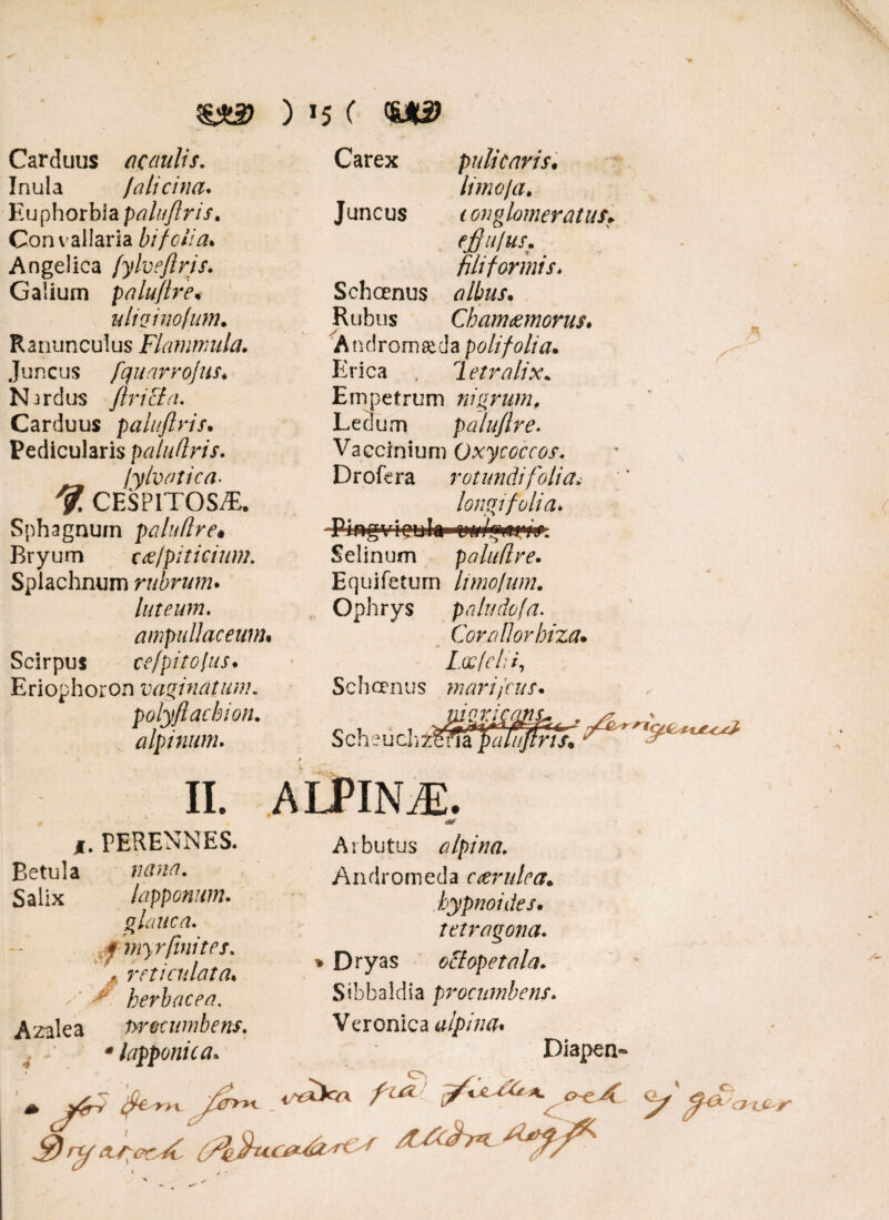 Carduus a caulis. Inula /cilicina. Euphorbia paluftris. Con vallaria btfolia* Angelica /'ylveftris. Galium paluftre. uliginofum.. Ranunculus Flammula. Juncus fquarrojus. Nirdus ftricia. Carduus paluftris. Pedicularis paluftris. jylvatica- y. CESPITOS/E. Sphagnum paluftre* Bryum cce/piticium. Splachnum rubrum. luteum, ampullaceum. Scirpus ce/pito/us. Eriophoron vaginarum. polyftachion. alpinum. Carex pulte aris. limo/a. Juncus * on glomeratus* e£ ii/us. filiformis. Schoenus albus. Rubus Chamcemorus. Andromeda poli folia. Erica , 7 etralix. Empetrum nigrum. Ledum paluftre. Vaccinium Oxycoccos. Drofera rotundi folia* longi folia* Ri r»g¥ i eiaJa« Selinum paluftre. Equifeturn luno tum. Ophrys palude [a. Cornllorhiza. Loftelti, mari frus* Schoenus Seheuoh i»** ia palujtris, II. ALPINiE. j. PERENNES. Betula Salix lapponum. glauca. ^myrfinite s. . reticulata* ✓*' > herbacea. Azalea procumbens. * lapponica. Arbutus alpina. Andromeda coerulea, hypnoides• tetragona. Dryas offopetala. Sihbaldia procumbens. Veronica alpina. Diapen-