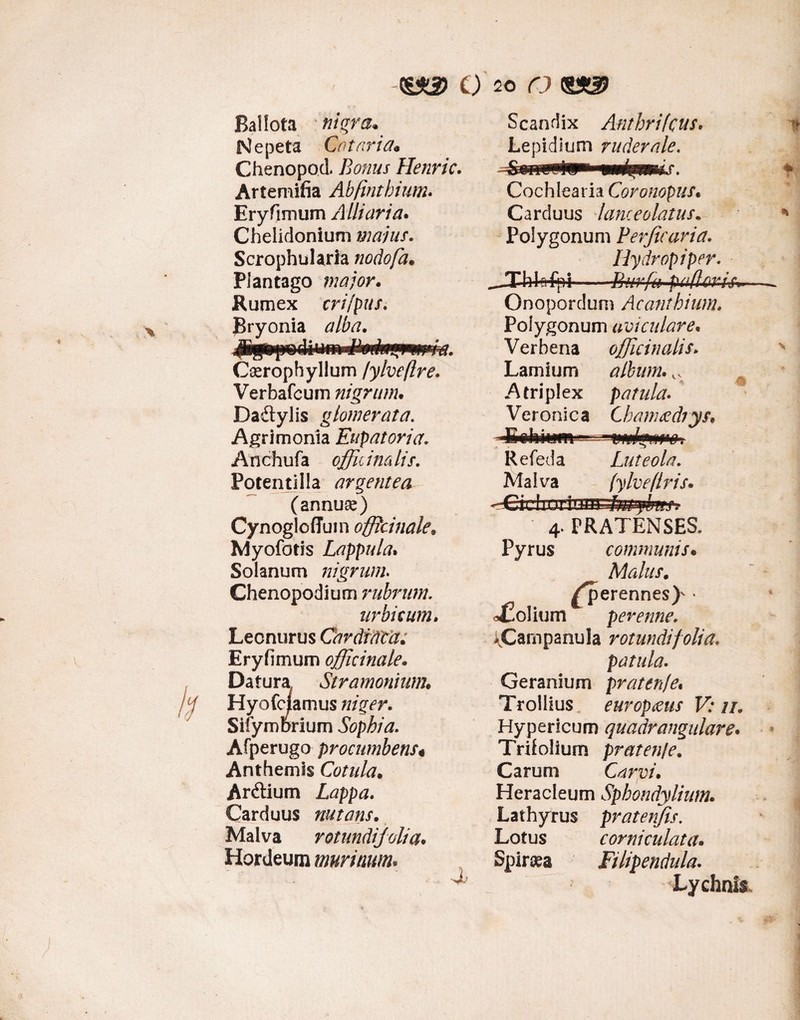 Ballota nigra. Nepeta Cetaria* Chenopod. Bonus Henric. Artemifia Abfinthium. Ery fimum Alii ari a* Chelidonium majus. Scrophularia nodofa• Plantago major. Rumex cri/pus. Bryonia alba. -Q 1. » - Cserophyllum /ylveflre. Verbafcum nigrum• Daftylis glomerata. Agrimonia Eupatoria. Anchufa offic i na lis. Potentilla argentea (annuse) Cynoglofiuin offlcinale* Myofotis Lappula. Solanum nigrum Chenopodium rubrum. urbi eum. Lecnurus CardfWa: Eryfimum officinale. Datura Str amomum, Hyofciamus Sifyrobrium Sophia. Afperugo procumbens« Anthemis Cotula. Ardtium Lappa. Carduus nutans. Malva rotundifoli a. Hordeum murinum. Scandix Anthrifcus. Lepidium ruderale. Cochlearia Coronopus• Carduus lanceolatus. Polygonum Perftcaria. Hydropiper. ^Xhlrfpi-fkirfa paderis Onopordum Acanthium. Polygonum am culare. Verbena officinalis. Lamium album. Atriplex patula. Veronica Chamaedrys, Refeda Luteola. Malva (ylveftris. ~-Gxdk xru-uifrjfr//fu1 ? 4. PRATENSES. Pyrus communis• Malus. ^perennes)' * dolium perenne. ACampanula rotundi folia. patula. Geranium praten/e« Troilius europms V: 11. Hypericum quadrangulare. Trifolium praten/e. Carum Carvi. Heracleum Sphondylium. Lathyrus pratenfis. Lotus corniculata• Spirsea Filipendula. Lychnis