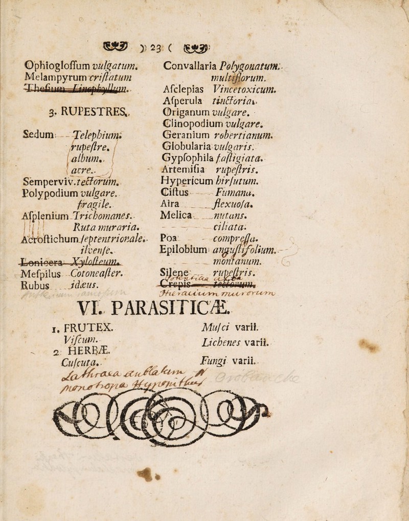 >) 23: ( Gphiogloffum vulgatum. Melampyrum eri flatum U h f f |f flj fi j | ll jfff 3. RUPESTRESL. Sedum; - - - Telephium* frupeflre. album., acre*. Sempervi v.teBorum. Eolypodium vulgare. fragile. Afplenium T richomanes. j il !'f Ruta murari a. &<^ftic\\umJeptentrionale* Jjenioera Xy!odeum* Mefpilus Cotoneafler. Rubus_idheus. Convallaria Polygonawn vwltmorum. Afclepias Vincetoxicum. Afperula tinfforia4* Origanum vulgare. ■ Olinopodium vulgare. Geranium rebertianum. Globulariavulgaris. Gypfophila f a fligi at a. Arte mi fi a rupejlris. Hypericum hir/u tum. Ciftus - — - Fumana. Aira__flexuo/a. Melica»_..nutans. ciliata. Poa - - comprefja. Epilobium angujufoltum. - -__montanum. SfeBgks* r/Mm- repig —.; jrgafwiaiw y fl Ci. 77LcC * tnrijyrr\j VI. PARASITICA. Mu/ci varif. Lichenes varii. 1. FRUTEX. Vi/cum. 2 HERBT. Cu/cuta.■ ’ , varii. *