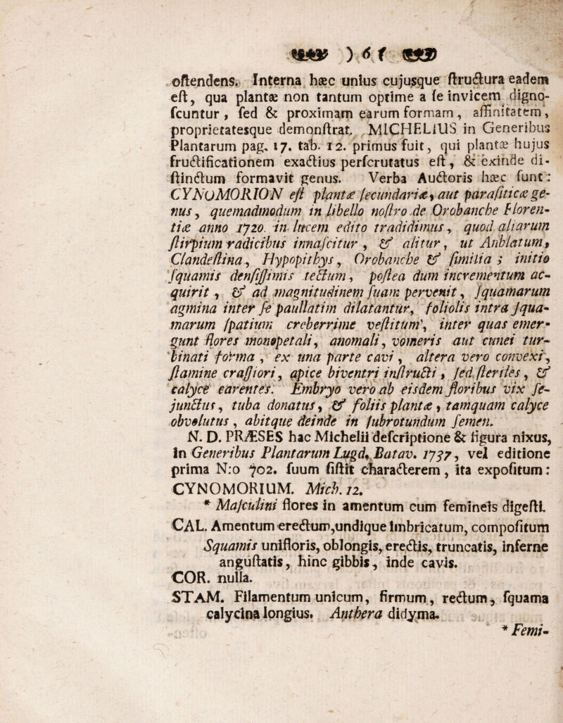 ©frendens. Interna haec unius cujusque ftrudlura eadem eft, qua plantae non tantum optime a (e invicem digno- fcuntur , fed & proximam earum formam , affinitatem, proprietatesque demonftrat MICHELfUS in Generibus Plantarum pag, 17. tab. 12. primus fuit, qui plantae hujus fructificationem exadtius perfcrutatus eft, & exinde di- ftindtum formavit genus. Verba Audtoris haec funt CYNoMORlON efi piant £ Secundari & 9 aut parafitic& ge¬ nus , quemadmodum in libello noflro de Orobancbe F loren¬ ti £ anno ijzo. in litcem edito tradidimus, quod aliarum flirpium radicibus itmafcitur , alitur, ut Anblatumt Clandeflina, Hypopithys, Orobancbe Of frnilia > initio fquamis denfijjnms xeBum, po/lea dum incrementum ac¬ quirit , lif ad magnitudinem fuam pervenit, Squamarum agmina inter fe paullatim dilatantur, foliolis intra Jqua* marum fpatium creberrime veflitum\ inter quas emer- gunt flores mowpetali, anomali, vomeris aut cunei tur¬ binati fohna , ex una parte cavi, altera vero convexi, flamine crafjiori, biventri inflruBi , jed (lenies, gr* calyce carentes: Embryo vero ab eisdem floribus vix fe- junffiu, tuba donatus, & foliis plantae > tamquam calyce obvolutus , abit que deinde in Subrotundum femen. N. D. PRAiSES hac Michelii defcriptione & figura nixus. In Generibus Plantarum Lugd. Batav. 1737 , vel editione prima N:o 702. fuum fiftit charadterem, ita expofitum: CYNOMORIUM. Mch.ii. * Maj culi ni flores In amentum cum femineis digefti. CAL. Amentum eredlum,undique imbricatum, compotitum Squamis unifloris, obIongis,ere<ftis, truncatis, inferne anguftatis, hinc gibbis, inde cavis. COR. nulla. STAM. Filamentum unicum, firmum, redtum, fquama calydna longius» Antbera didyma. *