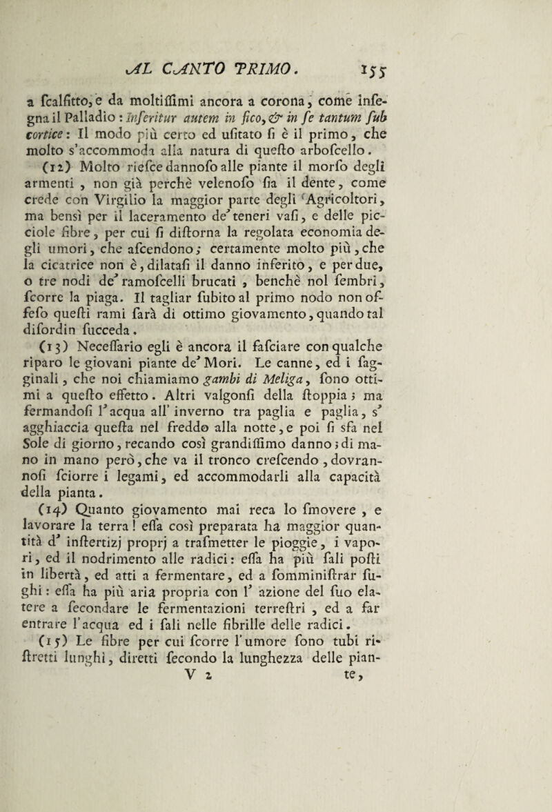 *55 a fcalfittofe da moltiflimi ancora a corona, come infe- gna il Palladio : Infertilir antem in ficoy& in fe tantum fub cortice : Il modo piu certo ed ufitato fi è il primo, che molto s’accommoda alla natura di quello arbofcello. (12) Molto riefcedannofoalle piante il morio degli armenti , non già perchè velenofo ha il dente, come crede con Virgilio la maggior parte degli ‘Agricoltori, ma bensì per il laceramento de*teneri vali, e delle pie- ciole libre, per cui fi diftorna la regolata economia de¬ gli umori, che afeendono; certamente molto più,che la cicatrice non è, dilatali il danno inferito, e per due, o tre nodi de* ramofcelli brucati , benché noi fembri, feorre la piaga. Il tagliar fubitoal primo nodo nonof- fefo quelli rami farà dì ottimo giovamento, quando tal difordin fucceda. (13) Necelfario egli è ancora il fafeiare con qualche riparo le giovani piante de*Mori. Le canne, ed i fag- ginali, che noi chiamiamo gambi di Meliga, fono otti¬ mi a quello effetto. Altri valgonfì della lloppia $ ma fermandoli Vacqua all’inverno tra paglia e paglia, s* agghiaccia quella nel freddo alla notte,e poi li sfa nel Sole di giorno, recando così grandilfimo danno idi ma¬ no in mano però, che va il tronco crefcendo , dovran- noli feiorre i legami, ed accommodarli alla capacità della pianta. (14) Quanto giovamento mai reca lo fmovere , e lavorare la terra ! elfa così preparata ha maggior quan¬ tità d* inllertizj proprj a trafmetter le pioggie, i vapo¬ ri , ed il nodrimento alle radici : elfa ha più fali polli in libertà, ed atti a fermentare, ed a fomminillrar fu¬ ghi : ella ha più aria propria con f azione del fuo ela¬ tere a fecondare le fermentazioni terrellri , ed a far entrare l’acqua ed i fali nelle fibrille delle radici. (iy) Le fibre per cui feorre l’umore fono tubi ri* llretti lunghi, diretti fecondo la lunghezza delle pian- V 2 te.
