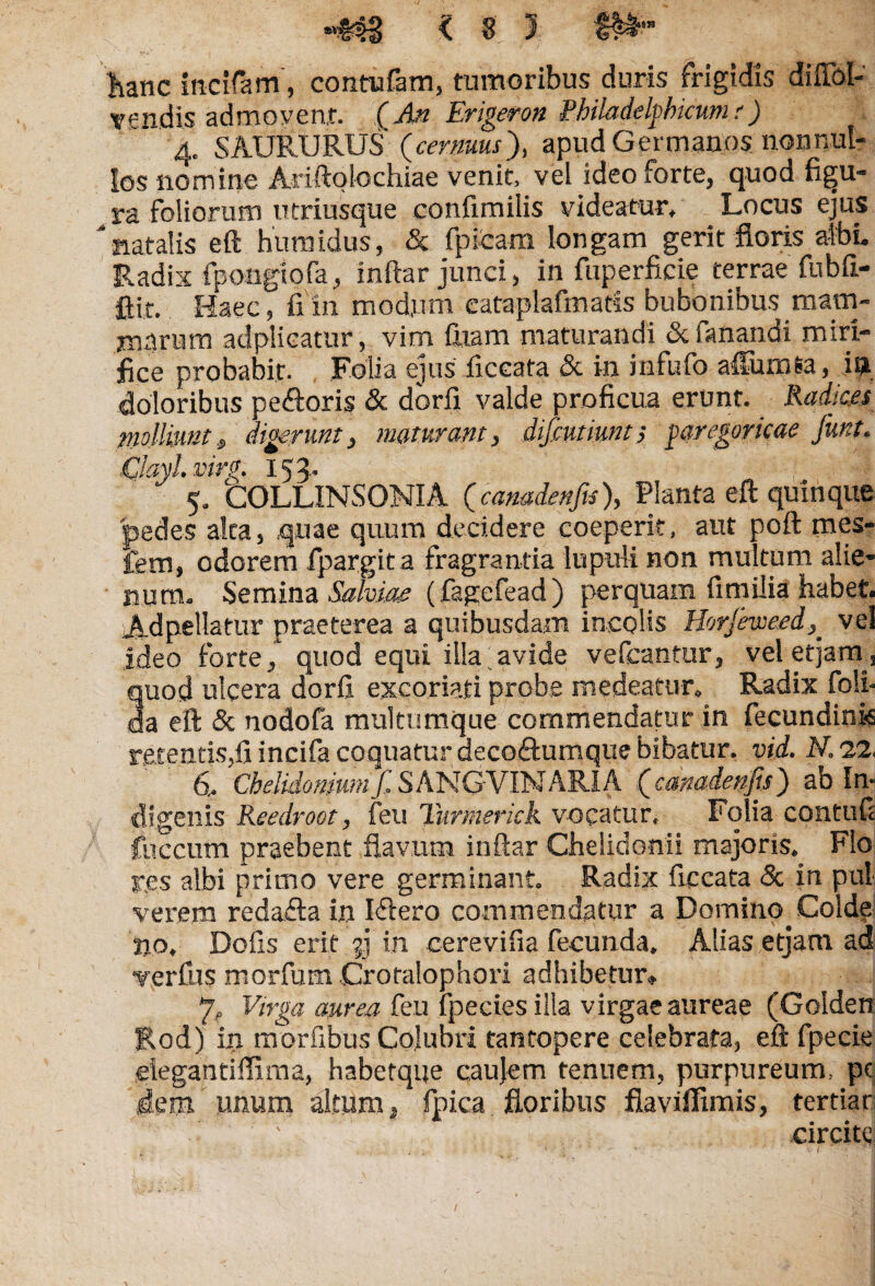 «Mg <85 hanc inclfam, contufam, tumoribus duris frigidis difibl- vendis admovent. (An Erigeron Philadelpbicum c ) 4. SAURIJRUS ( cernuus), apud Germanos nonnul¬ los nomine Ariftolochiae venit, vel ideo forte, quod figu¬ ra foliorum utriusque confimilis videatur. Locus ejus ‘natalis eft humidus, & fpieam longam gerit floris albi. Radix fpongiofa, inftar junci, in fuperficie terrae fubft- ftit. Haec, fi in modum eataplafmatis bubonibus mam¬ marum adplicatur, vim Cuam maturandi & fanandi miri¬ fice probabit. Folia ejus ficcata & in infufo affurnea, in doloribus pe&oris «Sc dbrfi valde proficua erunt. Radices molliunt, digerunt, maturant, difmimty pregoricae funt. Clayl. vir«. 15 3, 5, COLLINSONIA (camienfis), Planta eft quinque pedes aka, quae quum decidere coeperit, aut poft mes- fem, odorem fpargita fragrantia lupuli non multum alie¬ num, Semina Salvia; (fagefead ) perquam fi milia habet. Ad pellatur praeterea a quibusdam incolis Horjeweedvel ideo forte, quod equi ilia.avide vefcantur, vel etjarn, quod ulcera dorfi excoriati probe medeatur. Radix foli- da eft & nodofa multumque commendatur in fecundink retentis,fi incifa coquatur decoftumque bibatur, vid. N.o,2; 6, Chelidonium f.SAN GVIN ARI A (cmctdenfis) ab In¬ digenis Reedroot, feu Turmerick vocatur. Folia contufi fuccum praebent flavum inftar Chelidonii majoris. Flo res albi primo vere germinant. Radix ficcata & in pul¬ verum redafta in Iflero commendatur a Domino Colde jjo. Dofis erit g in cerevifia fecunda. Alias etjam ad verfus morfum Crotalophori adhibetur» 7, Virga aurea feu fpeciesilla virgae aureae (Golden Rod) in morfibus Colubri tantopere celebrata, eft fpecie eiegantiflima, habetque caujem tenuem, purpureum, pe dem unum altum, fpica floribus flaviffimis, terdar circite v -.i • - ql /