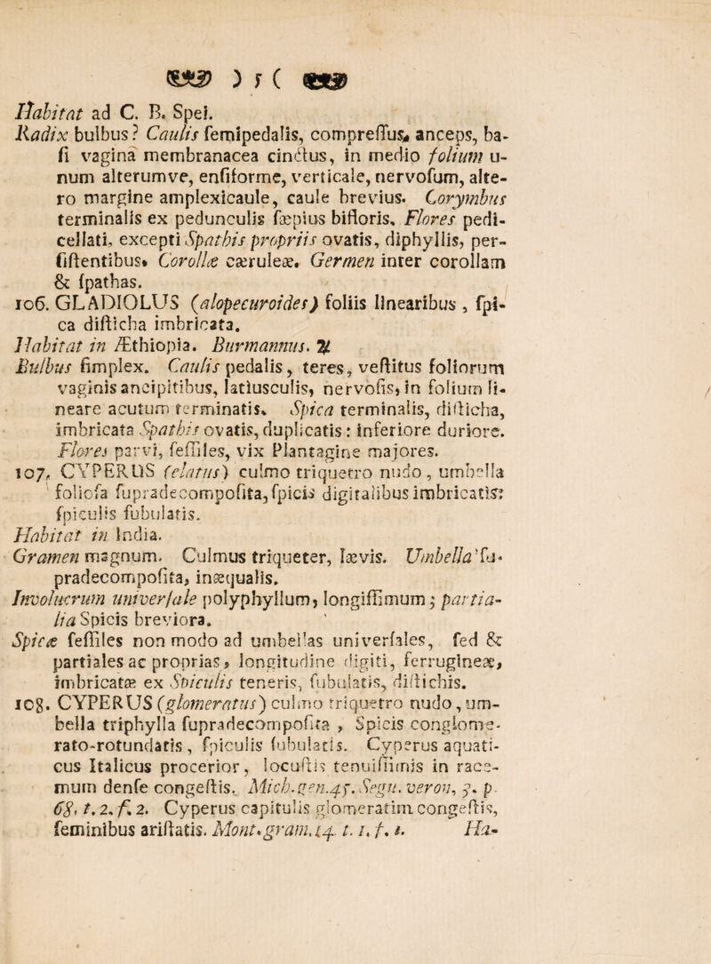 «A3? ) r ( liabitat ad C. B. Spei. Radix bulbus? Caulis femipedaiis, compreflus* anceps, ba- fi vagina membranacea cindtus, in medio folium u- num alterum ve, enfdorme, verticale, nervofum, alte¬ ro margine amplexicaule, caule brevius. Corymbus terminalis ex pedunculis faepius bifloris, Flores pedi- cellati, excepti Spathis propriis ovatis, dlphyllis, per- (iftentibus* Corollas caeruleae. Germen inter corollam & fpathas. 106. GLADIOLUS (alopecuroides) foliis linearibus , fpi- ca difticba imbricata. Habitat in /Ethiopia. Burmannus. 7f Bulbus fimplex. Caulis pedalis, teres, veftitus foliorum vaginis aneipitibus, latiusculis, nervbfrs*in folium li¬ neare acutum terminatis* Spica terminalis, difticba, imbricata Spathis ovatis, duplicatis: inferiore duriore. Flores parvi, fefTiSes, vix Plantagine majores. 107. CYPERUS (elatus) culmo triquetro nudo, umbella foliofa fupradecompofita3fpicis digitalibus imbricatis fpiculis fubulatis. Habitat in India. Gramen magnum. Culmus triqueter, laevis. UmbelJaFa* pradecompofita* inaqualis. Involucrum univer/ale polyphyIlum5 longifiimum; partia¬ lia Spicis breviora. Spica feffiles non modo ad umbellas univerfales, fed & partiales ac proprias * longitudine digiti, ferrugineae* imbricatae ex Sticulis teneris, fubuians, diftichis. 108. CYPERUS (glomeratus) culmo triquetro nudo, um¬ bella triphylla fupradecompofita > Spicis conglorne- rato-rotundatis, fpiculis fabulatis. Cyperus aquati¬ cus Italicus procerior, locufth tenuiJiimjs in race¬ mum denfe congeftis, Micb.gen.4jt.Segu. verov, 3* p 68< t. 2, f* 2. Cyperus capitulis glomerarim congeftis, feminibus arillatis. Mont.grt. /♦ f. *. Ha»