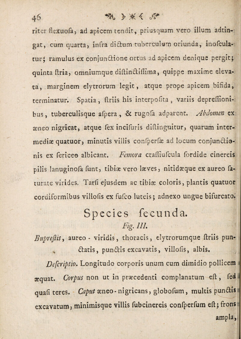 riter He&uofa, ad apicem tendit, priusquam vero ilium adtin- gat, cum quarta, Infra didum tuberculum oriunda, inofcula- tur; ramulus ex conjundione ortus ad apicem denique pergit; quinta (tria, omniumque diftin&iffima, quippe maxime eleva¬ ta, marginem elytrorum legit, atque prope apicem bifida, terminatur. Spatia, ftriis his interpofita , variis depreffioni- bus, tuberculisque afpera , ik rugofa adparent. Abdomen ex seneo nigricat, atque fex incifuris diftinguitur, quarum inter- medix quatuor, minutis villis confperfx ad locum conjundia- nis ex ferice© albicant. Femora craffiufcula fordide cinereis pilis lanuginofa funt, tibix vero Ixves, nitidxque ex aureo fa¬ turae e virides. Tarfi ejusdem ac tibias coloris, plantis quatuor cordiformibus viliofts ex fufeo luteis; adnexo ungue bifurcato! Species fe c u n d a. Ftg. III. BupnftiSy aureo - viridis, thoracis, elytrorumque ftriis pun- n datis, pundis excavatis, villofis, albis. Defcriptio. Longitudo corporis unum cum dimidio pollicem jgquat. Corpus non ut In prxcedenti complanatum eft , fedi quafi teres. Caput seneo - nigricans, globofum, multis pundis n excavatum, minimisque villis fubcinereis confperfum eft; frons» ampla,