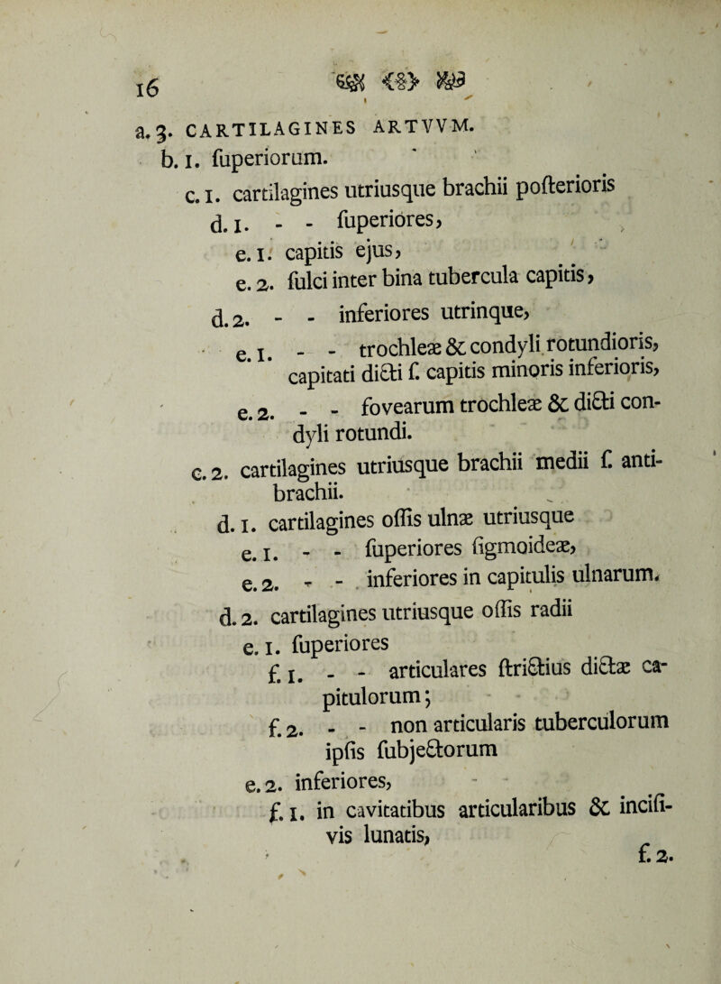 * a, J. CARTILAGINES ARTVVM. b. 1. fuperiorum. c.i. cartilagines utriusque brachii pofterioris d. 1. . - fuperiores , e. 1. capitis ejus, e. 2. fulci inter bina tubercula capitis, d.2. - * inferiores utrinque, • e x - - trochleae & condyli rotundioris, capitati difti f. capitis minoris inferioris, e. 2. - - fovearum trochleae &, di£ti con¬ dyli rotundi. c.2. cartilagines utriusque brachii medii f anti- brachii. d.i. cartilagines offis ulnae utriusque e> x. - - fuperiores figmoideae, e. 2. - - inferiores in capitulis ulnarum. d. 2. cartilagines utriusque olfis radii e. 1. fuperiores £ x. - - articulares ftri&ius dictae ca¬ pitulorum ; £ 2. - - non articularis tuberculorum ipfis fubje&orum e. 2. inferiores, - £ 1. in cavitatibus articularibus &. incifi- vis lunatis, £2.