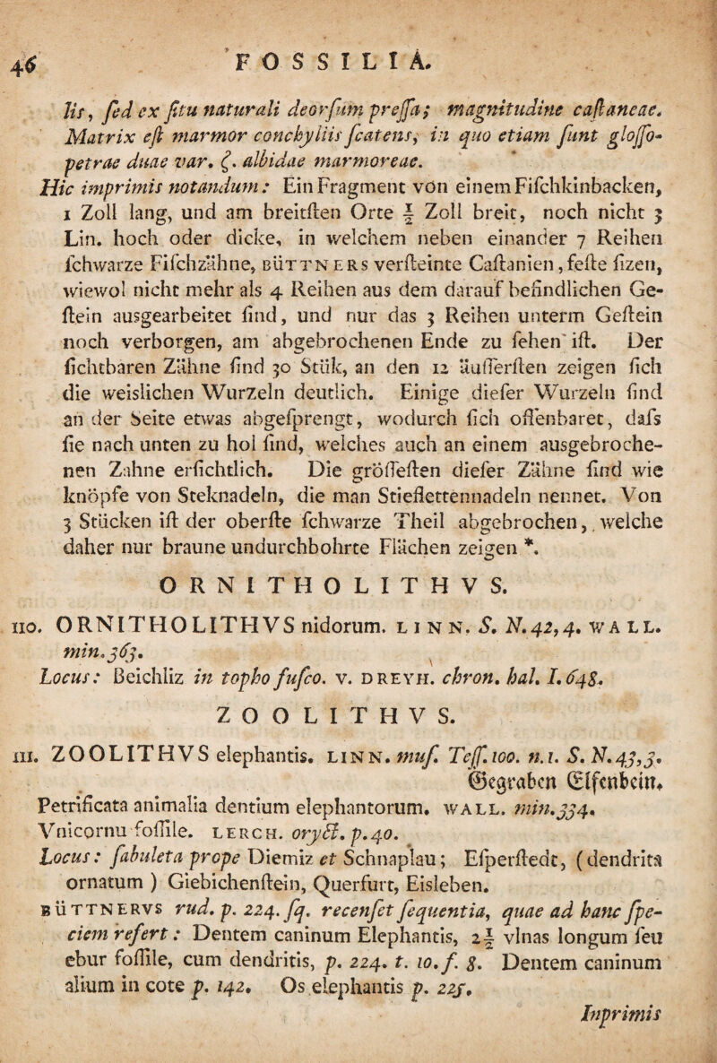 Jis, Jed ex ftu naturali deorfum prejfa; magnitudine caflaneae. Matrix ejl marmor conchyliis jcat ens ^ in quo etiam funt glojfo~ ■petrae duae var, (. albidae marmoreae. Hic imprimis notandum: EinFragment von e i n e m F i fch ki n b ac Ice n, i Zoli lang, und am brekfien Orte f Zoli breit, noch nicht $ Lin. hoch oder dicke, in welchem neben einancler 7 Reihen ichwarze Fifchzllhne, buttners verfieinte Cafianien, fefte fizen, wiewol nicht mehr ais 4 Reihen aus dem darauf benndiichen Ge- flein ausgearbeitet find, und nur das 5 Reihen unterm Gefiein noch verborgen, am abgebrochenen Ende zu fehen id:. Der fichtbaren Zahne find 30 Stiik, an den 12 UuiTerflen zeigen fich die weislichen Wurzeln deutlich. Einige diefer Wurzeln find an der Seite etwas abgefprengt, wodurch fich ofienbaret, dais fie nach unten zu hoi find, welches auch an einem ausgebroche- nen Zahne erfichtlich. Die grotTeften dieler ZUhne find wie knopfe von Steknadeln, die man Stiefiettennadeln nennet. Von 3 Stiicken ifi: der oberfte fchwarze Theil abgebrochen,. welche daher nur braune undurchbohrte FiUchen zeigen *. ORNITHOLITHVS. 110. ORNITHO LITFIVS nidorum, l i n n. S. N.42,4. wall. mimjifj. Locus: Beichiiz in topho fufco. v. dreyh. chron. haL LfyS* ZOOLITHVS. 111. ZOOLITHVS elephantis, linn. muf Teff.ioo. n.i. S.N, 43 >3' ©egrabcn (Blfcnkm* Petrificata animalia dentium elephantorum, wall. min.jj4, Vnicornu follile. lerch. oryd.p.40. Locus: fabulet a prope Diemiz et Schnaplau; Efperfiedc, (dendrita ornatum ) Giebichenftein, Querfurt, Eisieben. buttnervs rud. p. 224. fq, recenfet fequentia, quae ad hanc [pe¬ dem refert : Dentem caninum Elephantis, z\ vlnas longum feu ebur foffile, cum dendritis, p. 224. t. 10. f 8. Dentem caninum alium in cote p. 142. Os elephantis p. 225, Inprimis