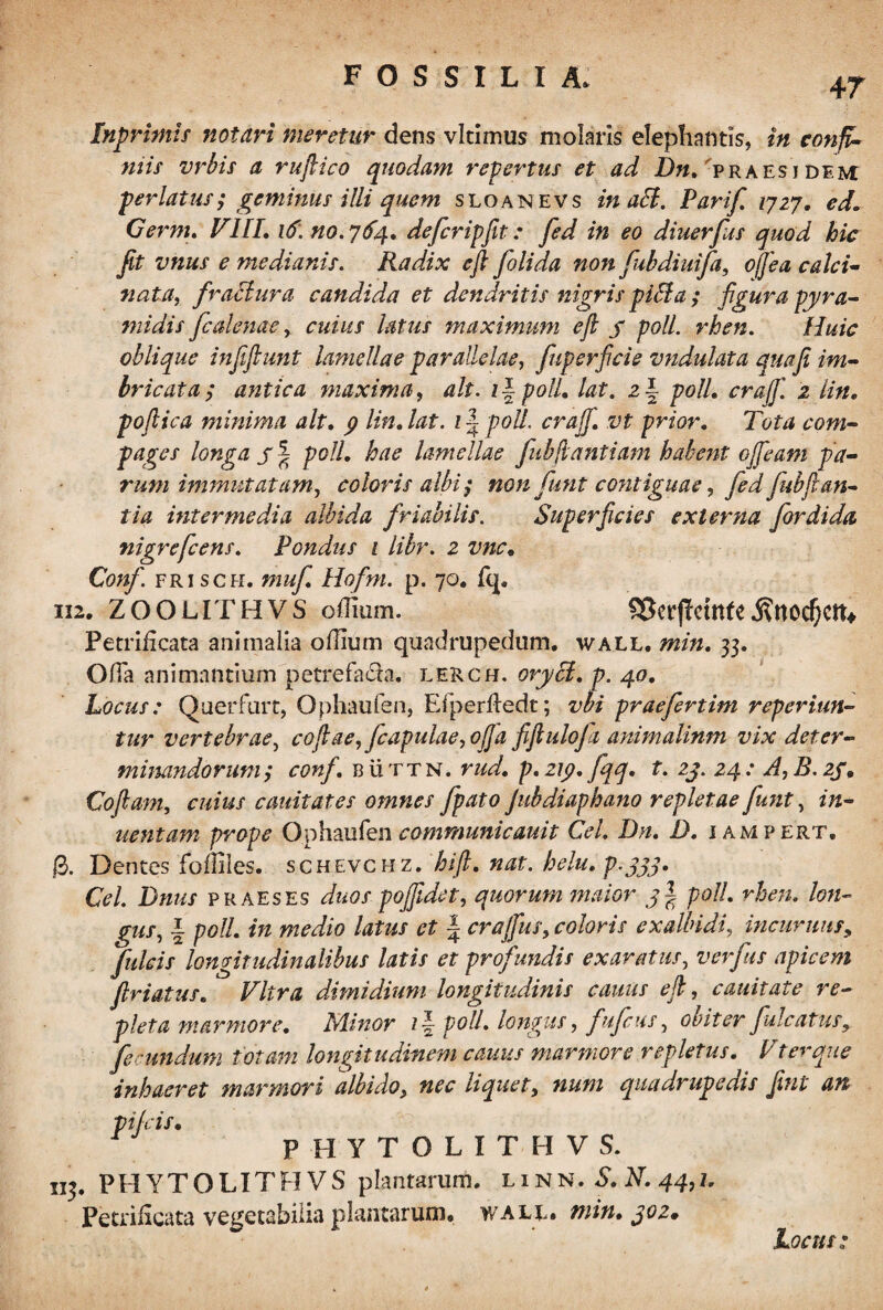Inprimis notari meretur dens vltimus molaris elephantis, In confi- mis vrbis a rufiico quodam repertus et ad Dn. praes i dem perlatus; geminus illi quem sloanevs in aEl. Parif 1727. ed. Gernu VIII. 16. no. 764. defcripfit: fed in eo diuerfus quod hic fit vnus e medianis. Radix efi folida non fubdiuifa, ofjea calci- nata, fractura candida et dendritis nigris piffia ; figura pyra¬ midis fc denae r cuius latus maximum efi y poli rhen. Huic oblique infifiunt lamellae parallelae, fuperficie vndulata quafi im¬ bricata; antica maxima, ait. z| polL lat. z \ polL crafj'. 2 lin. pofiica minima ait. 9 lin.lat. 11poli, crajf. vt prior. Tota com¬ pages longa y | polL hae lamellae fubfiantiam habent ofieam pa¬ rum immutatam, coloris albi; non funt contiguae, fed fubflan¬ tia intermedia albida friabilis. Superficies exi er sia for dido, nigre fc ens. Pondus 1 libr. 2 vnc. Conf frisch. muf Hofm. p. 70. fq, 112. ZOOLITH VS oduim. SSerfTctnfe Petrificata animalia o/Iium quadrupedam, wall. min. 33. Ofia animantium petrefafia. lerch. oryct. p. 40. Locus: Querfurt, Ophaufen, Efperfledt; vbi praefertim voperiun¬ tur vertebrae, cofiae,fcapulae,offa fifiulojn ammalinm vix deter¬ minandorum; conf. BiiTTN. rud. p. 219. fqq. t. 2j. 24 : A, B. 2J. Cofiam, cuius cauitates omnes fpato Jubdiaphano repletae funt, in- uentam prope Ophaufencommunicauit Cei. Dn. D. iampert, g. Dentes foffiles. schevchz. hift. nat. helu. p.Jjj. Cei. Dnus p r aes es dnos pojfidet, quorum maior polL rhen. lon¬ gus, \ polL in medio latus et \ craffus, coloris exalbidi, incurvius, fulcis longitudinalibus latis et profundis exaratus, ver fis apicem friatus. Vitra dimidium longitudinis cauus efi, cauitate re¬ pleta marmore. Minor 1 \ poli, longus, fufcus, obiter fui catusy fecundum fotam longitudinem camis marmore repletus. V ter que inhaeret marmori albido, nec liquet, num quadrupedis fini an pifeis• phytolithvs. 113. PHYTOLITHVS plantarum, linn.S.N.44,1. PetriHcata vegetabilia plantarum, wale* min. y02» Locus:
