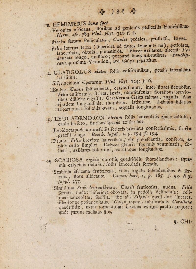 t \ V floras ad ge^cula pedicdlis «uncialibus- Hsrm. afr, 7%^ ^ /‘ 5* . Herba ftatur^ Pediculai^k pedaks,' proflrati, 'l^rcs* t inferna terna C{bperiora ad flores f«:pe alterna), petiolatai^ ^tncSata Sia, pinnatifida. axillares, alterni: Pj. -dunculo longo, unifloro; purpurei lineis albentibus. ■ Frudifi- -proxima Veronies, fcd Galyx y-partitus. -2. GLADGOLUS ,alatui citfiformibus, petalis lateralibus latislimis. - , Sifyrinchium viperarum P/«s. '•Ht J_ o- . ■« Bulbus. C«»to'Xpithaina:us, crasfiUfculus, mter flores flexubrus. /-./rVenfifonnia, ftriata, Isvia, obtufiufcula: floralibus^brevio- ribus diftiche digeftis. Corollarum falcata, aiigufta. Ate eiusdem longitudinis, rhombe® , latisfim®. Labmm mferms - tripartitumfoiioilis ©vatis, «qualis longitudinis, -o • XEUCADENDRON hirtum foliis lanceolatis apice callofls, ■ caule hirfuto, floribus fparfis axillaribus. , Lepidocarpodendrumfoliis fericeis brevibus _confettisfinii$, fru£l«' gracili longo. 'Boerh, hgdh. i, p. 194*/- .Triitex. FsVta breviter lanceolata vix pubefcerttla, conferta, &• -pice callo fimplici. glabri: fqnaliiis acuminatis, fo-» litarii, axWares^ foliorum, eoruinque longitudine. '/4. SCABIOSA rjgida -corollis .quadrifidis^ fubradiandbus : fqut» miS'Calycinis obtufisi'foliis lanceolatis ferratis. Scabiofa africana frutefeens, foliis tigldis fplendentibus & fer¬ ratis , flore albicante. Comm, hort, i, p. iSy. /. 93. Raj^ fup^L 2^7. '‘Simillima Scah. i€vcanthem<£o X^aulh friiticoftls, nudus. Folia ferrata, nuda: 'inferiora obovata, in petiolis ‘delinentia; reli- ,qua^ lanceohta, fesfllia. Stipu!ce quali du^ lineares. longe'pedunciilatus. fuqamis fabrotundis Corollala quadrMae, exms tomentof^: Lacinia extima pauilo majore; — ~ ~ 1 nnde parum radiatus ^lios, ) v-f .1; 5. CHI- 'tL.- *