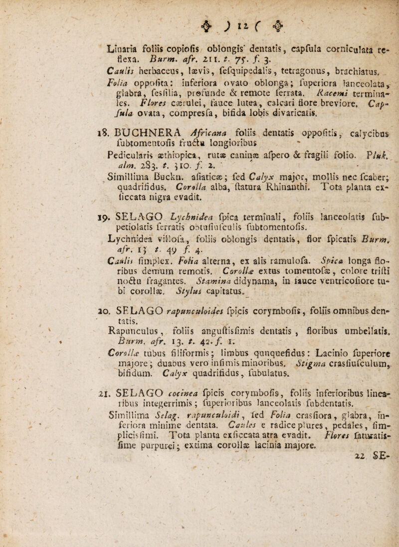 ^ ) It C 4'’. Linam foliis copiolis oblongis’ dentatis, capfula corniculata rc- fiexa. Burm. afr, Zi I. t. 75*. f, 3. Caulis herbaceus, Ixvis, refquipedalis, tetragonus, brachiatus* Fuiia oppofka: inferiora ovato oblonga; fupericra lanceolata» \ ^ glabra, fesiilia, profunde & remote ferrata. Racemi termina'^ les. Flores ca;rulei, fauce lutea, calcari fiore breviore. Cap^ fula ovata, compresfa, bifida lobis divaricaiis. 18. BUGHNERA Afruana foliis. dentatis oppofitis, calycibus fubtomentofis frufla longioribus Pedicularis sthiopica, ruts canina afpero de fragili folio. Vluk^ alm. 283. t. ]10. f. 2, ' ' ' Simillima Buckn. afiaticae ; fcd Calyx major, mollis nec fcaber; quadrifidus. Corsila alba,~{latura Rhinauthi. Tota planta ex» liccata nigra evadit ' I 19. SELA-GO Lychnidea fpfca .terminali, foliis lanceolntis fub- petiolatis ferratis ohtufiufcalis fubtomentofis. Lychnidea villofa, foliis oblongis dentatis, fior fpicatis Burm^ afr, ly t. qy /. 4. Caalii fioiplex. Folia alterna, ex alrs ramulofa. Spica longa flo¬ ribus demum remotis. CoroIU extus tomentofs, colore trifii nodtii fragantes. Stamina didynama, in fauce ventricofiore tu- bi corollss, Stylus capitatas. 1 20. rapuncuhifrs fr\ch corymbofis, foliis omnibus den¬ tatis. ' , ' Rapiinculus,. foliis anguftisfimis dentatis, floribus ombellatis<. Burm, afr,. 13. t, 42»/. i; Corolla; tubus filiformis; limbus qunqoefidus: Lacinio fuperiorc majore; duabus vero infimis minoribus. Stigma crasfiufculum, bifidum. Calyx quadrifidus, fabulatus. 21. SELAGO cocinea fpicrs corymbofia, follis inferioribus linea^ ribus integerrimis; fuperloribus lanceolatls fubdentatis. Simillima Sshg, rapuncuUidi ^ fed crasfiora, glabra, m- feriora minime dentata. Caules e radice plures, pedales, fim- plicisfimi. Tota planta exficcata atra evadit. Fleres faturatis- fime purpurei; exdma corollas lacinia majore. 22 SE-