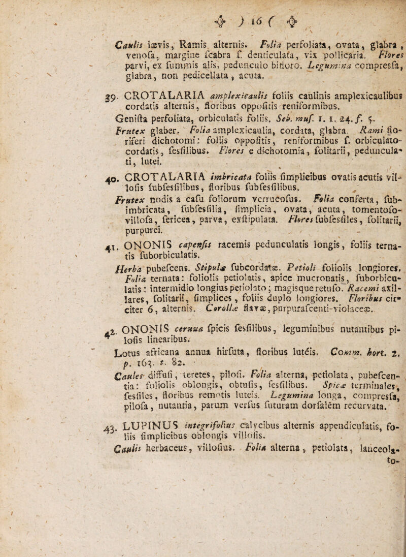 Caulis iasvis,' R^mis alternis» Foila perfoliata, ovata, glabra , venofa. margine fcabra f. denticulata, vix pollicaria. Flores parvi/ex fummis alis, pedunculo bifioro. Le^umi^a CGmpresfai glabra, non pcdiccUata , acuta. 19- CROTALARIA amplexitauUs foliis caulinis amplexicaulibus cordatis alternis, floribus oppoiitis reniformibus. 'Genifta perfoliata, orbiculatis foliis. Sek.muf. i. i. 24./. Frutex glaber. ^ Folia amplexlcaulia, cordata, glabra, Rami fio- rlferi dichotomi: foliis oppofitis, reniformibus f. orbicuiatO cordatis, fesfjlibus» Flores edkhotomia, folkarii, peduncula** ti, lutei. . ' - , ■ 40. CROT ALARIA imbricata foliis fimpliclbus ovatis acuds viL lofis lubfes(ilibus, floribus fubfesfilibus* Frutex nodis a cafu foliorum verrucofuSo Felis conferta, fub- imbricata, fubfesiilia, (implicia, ovata, acuta, tomentofo- villofa, fericea, parva, exfiipulata. /'/ewfubrcsliles, foiitarii. purpurei. 41. ONONIS capenfis racemis pcdunculatis longis, foliis terna- tis fuborbiculatis. Herba pubefcens. Siipulte fubcordatx. ‘Petioli foliolis longiores, Folia teriiata: foliolis petiolads, apice mucronatis, fuborbica- latis: intermidio longius petiolato; magisque axil¬ lares, foiitarii, Gmplices, foliis duplo longiores. Floribus ck^ citer 6, alternis. CoroiLe fiarx,purpurafcenti-violacese. 2,. ONONIS cernua fpicis fesfilibus, lofis linearibus. leguminibus nutantibus pl- Lotus africana annua huTuta, floribus lutdis. Comm, hort, 2. p, tG^* t> 82. ' diffufiteretes, pilofi. Folia alterna, pefiolata, pubefcen- tia: foliolis oblongis, cfetufis, fesfilibus. Spicae terminales, fesfilcs, floribus remotis luteis. Legumina longa, compresfa, pilola, nutantia, parum verfus futuram dorfalem recurvata. 43. LUPINUS integrifolxus calycibus alternis appeiidiculatls, fo¬ liis fimplicibus oblongis villofis. CauUi herbaceus, villofius. ^ Folia alterna, petiolata, laiiceola- to— • / '\