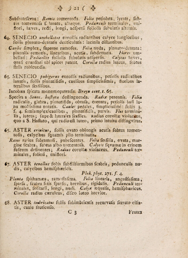 SubfnUefceiisRamis tomentOiTs. Folia petiohta, lyrata, fab- tus roinentofa f. lanata, albaque. Pedunculi terminalesuni- flori, !x'vcs, rc6li, longi, adfperfl foliolis furulatis alternis. 64. SENECIO umhillatus crorollis radiantibus calyce longioribus , foliis pinnato-dcntatis denticulatis: laciniis dillantibus. Catilts fimplex, fuperne ramofus. nuda, pinnatn-dentata: pinnulis remotis, linearibus, acutis, fubdeniatis. um- bellati: PedUellis foliolis fabulatis adfperfis. Calyces Iccves, quali coar(£i:ati ubi apices patent. Cor&Z/W radius luteus, fubtus ftriis rubicundis. , ' 65. SENECIO pubigertis eorollis radiantibus, petiolis radicalibus lanatis, foliis pinnatifidis, caulibus fimplicisfimis, floribus la¬ teralibus feslilibus. lacobaea fpicata monomopatenfis. Breytj cent.t. 65. ^ Spe cies a SeKec. hafiata deftinguen-da. Radix perennis. Folia radicalla, glabra, pinnatinda^i obtufa, crenata, petiolis bafi la- ^na mollisfima notatis. Caules pedales, fimplicisiimi: foliis 3. f. 4. femiamplexicaulibus, pinnatifidis, parvis. termina¬ lis, luteus; f£cpe&: laterales iesfilcs. Radius coroHaa violaceos, quo a S. Haftato, qui radioeft luteo, primo intuitu diflingvitur» ^5. ASTER (rinitus^ foliis ovato oblongis acutis fubtus tomen* tofis, calycibus fquamis pilo terminatis* Rami rarius fubramofi, pubefcentes. fesfilia, ovata, mar¬ gine fcabra, fubtus albo tomentofa. Calycis fqvamxin crinem fufcum definentes; corolla violaceus. Pedunculi tQf' minales, foliofi , unifloiT ' iy, ASTER tenellus follis fabfiliformibus fcabris, pedunculis nu¬ dis, calycibus hemifphjsricis. Pluk, phyt, lyi. f. 4. Planta fpithamasa, ramofisfima. linearia, anguftisfima p fparfa , fcabra fetis fparfis, brevibus, rigidulis. Pedunculi iti- minales,. folitarii, longi, nudi. Calyx xqualis, hemifphajricus. / CoralU radius caeruleus, difco lateo brevior. ASTER imbricatus foliis fubimbricatis recurvatis ferratO'cilia¬ tis, caule fruticofo. - C 3 ' Frutex- f