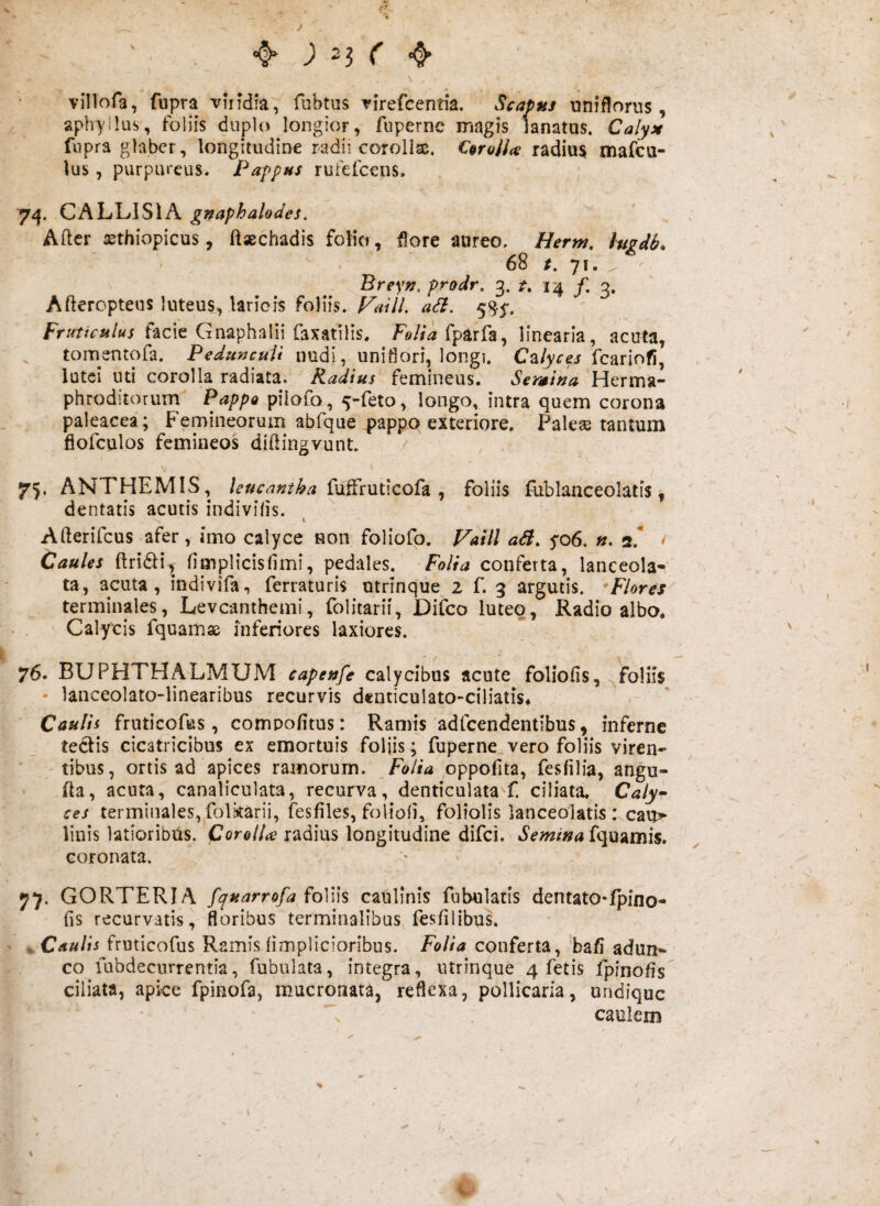 J villofa, fupra vnfdia, fubtus virefcentia. Scapus uniflorus , aphyllus, foliis duplo longior, fupernc magis lanatus. Calyx fupra glaber, longitudine radii corollx. C^roJJa radius mafeu- lus, purpureus. Pafptts rufefeens. CALLISIA gnaphalodes. Aftcr sethiopicus, ftaschadis folio, fiore aureo. Herm, hgdk / 68 71. ^ ^ Breyn, prodr. 3. f. 3. Afteropteus luteus, laricis foliis. Vmll. aSi. 535', facie Gnaphalii faxatilis. Fd//ifparfa, linearia, acuta, tomentofa. Pedunculi nudi, unifiori, longi. C^ilyces fcariofi, lutei uti corolla radiata. Radius femineus. Segmina Herma¬ phroditorum^ PappQ piiofo, ^-feto, longo, intra quem corona paleacea; Femineorum abfque pappo exteriore. Palese tantum flofculos femineos diftingvunt. , \ 75. ANTHEMIS, leuenniha fuffruticofa , foliis fiiblanceolatis, dentatis acutis indivilis. ^ I Afterifcus afer, imo calyce non foliofo. Vatii aS. yo6. ». s* ^ Caules ftridli, (implicisfimi, pedales. Folia conferta, lanceola- ta, acuta, indivifa, ferraturis utrinqiie 2 f. 3 argutis. Flores terminales, Leveanthemi, folitarii, Difeo luteo, Radio albo. Calycis fquamse inferiores laxiores.  76. BUPHTHALMUM capenfe calycibus acute foliofis, ^foliis - lanceolato-linearibus recurvis denticulato-ciliatis* ~ * ' Caulis fruticofiis, compofitus: Ramis adfcendentibus, inferne tedlis cicatricibus ex emortuis foljis; fuperne.vero foliis viren¬ tibus, ortis ad apices ramorum. Folia oppofita, fesfilia, angu- fta, acuta, canaliculata, recurva, denticulata f. ciliata. Calyr ces terminales, folkarii, fesfiles, folioli, foliolis lanceolatis : cau?» linis latioribus. Corolla radius longitudine difci.v fquamis. coronata. 77. GORTERIA fcjruarrofa foVus caulinis fubulatis dentato-fpino- fis recurvatis, floribus terminalibus feslilibus. ^Caulis fruticofus Ramis limplicioribus. Folia conferta, bafi adun-■ co lubdecurrentia, Tubulata, integra, utrinque 4 fetis fpinolis ciliata, apice fpinofa, mucronata, reflexa, pollicaria, undique s caulem