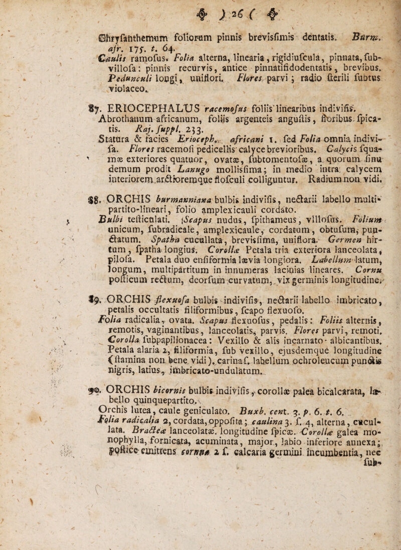 \ ©hryfaftthemtim f6lior*um pinnis brevisfimis dentatis. Bnrm. ajr, lyy. t. 64. C^»/// ramofus. alterna, linearia,ri^idiufcnla, pinnata,fub- villofa : pinnis recurris, antice pinnatifidodentatis, brevibus. BidmcuIi uniflorl Flore\ radio fterili fubtns violaceo., Sy. ERIOCEPHKIjXJS racemojus folhVlinearibus indivilis. Abrothanum africanum^ foliis argenteis anguftis, ^ribns.fpica* tis. Raj,fuppl, 253. Statura & facies Eriocjph^r^ africam i. fed omnia indivi- fa. A/ortfj racemofi pedicelMs'calyce brevioribus. E-alycis fqua?* ' inge exteriores quatuor, ovats, fubtomentofss, a.quorum. ,finu demum prodit Lanugo mollisfima; in medio' intra: calycem interiQrem.ar,«5lk)remque flofculi colliguntur. Radium noa vidi. sa. ORCHIS hurmannima bulbis indivifis, nedlaril labello multi^' partito-lineari, folio amplexicauli cordato, j Bulbi tefticulati. nudus , fpithameus, vllloRis. Folium < * unicum, fubradieale, amplexicaulef cordatum, obtufum,'pun- 1 dlatum. cucullata, brevisfima, uaiflora.‘ Germen hk-* tum , fpathadongius. CoroZ/i^- Petala tria exteriora lanceolata, / ■ ' pilofa. Petala duo enfiformialsvia longiora. Lahelhim^Htum^ longum, multipartitum in innumeras laci-nias lineares. Cornu. poiTicum redlum, deorfum :curvatum, . vix germinis longitudiner' 10. .ORCHIS flexuofa bulbis indivifis, nedlarii labello imbricato, petalis occultatis filiformibus, fcapo fiexuofo. radicalla^ ovata. fiexuofus, pedalis: Foliis ^ >' remotis, vaginantibus, lanceolatis,^ parvis, F/ore-/parvi, remoti. fobpapilionacea: Vexillo & alis incarnato-albicantibus, r- , Petala alaria 2, filiformia, fub vexillo, ejusdemqu^ longitudine ,/ (flamina non. bene, vidi ).^earinaC labellum ochroleucuijn pundkk nigris, latius, itnbricato-unduratum. f@. ORCHIS bicornis bulbis inditifis , corollae palea bicalcarata, las* bello quinquepartito.-. Orchis lutea, caule geniculato. Buxb, cent. p. 6, t, 6. Fulta radkaUa 2,cordata,pppofita; 3. ,C 4,alterna, gmcuI- lata. lanceolatae, longitudine Ipicge. Cffro//.^ galea mo* \ . nopbylla, fornicata, acuminata, major, labio inferiore annexa;, t emittens; sornm 2 i* calcaria germini, incumbentia, nee i : c -