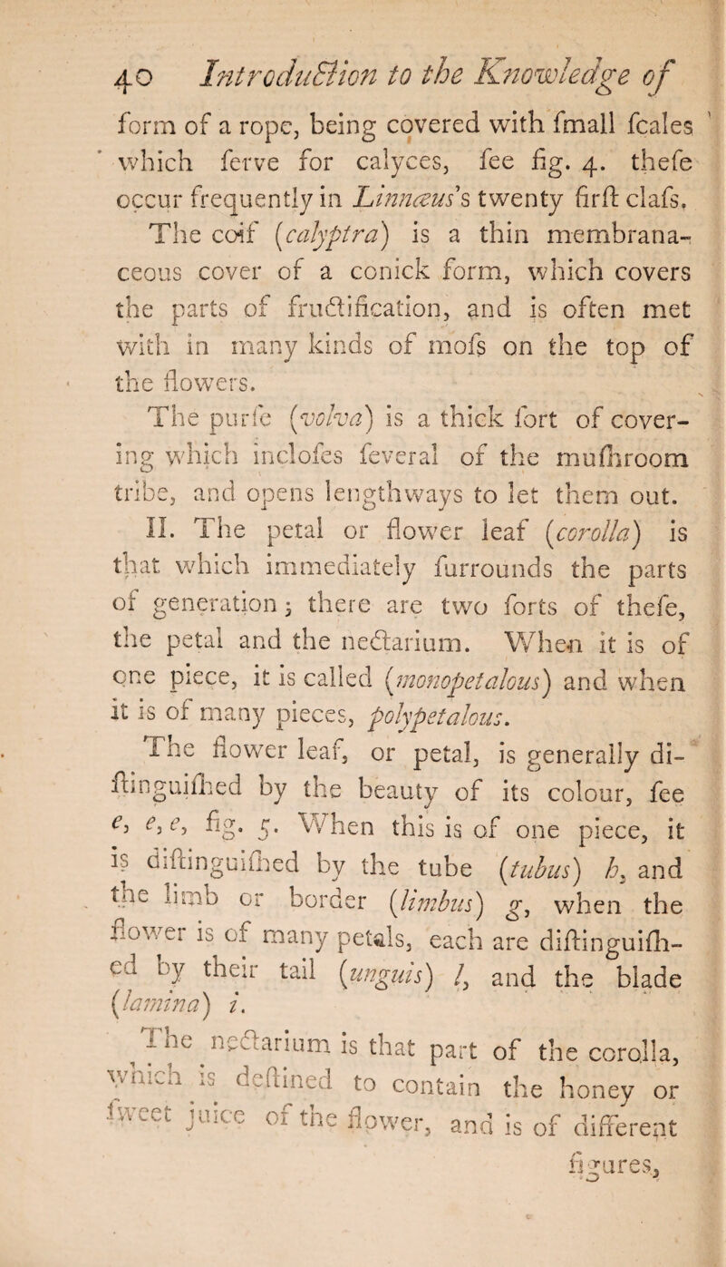 form of a rope, being covered with fmall fcales which ferve for calyces, fee fig. 4. thefe occur frequently in Linnczus s twenty firfl: clafs. The coif (calyptra) is a thin membrana¬ ceous cover of a conick form, which covers the parts of falsification, and is often met with in many kinds of mofs on the top of the flowers. The purfe (volva) is a thick fort of cover¬ ing which indoles fever al of the mu (broom tribe, and opens lengthways to let them out. II. The petal or flower leaf (corolla) is that which immediately furrounds the parts of generation 3 there are two forts of thefe, the petal and the nedarium. When it is of one piece, it is called (monopet alous) and when it is of many pieces, polypet alous. The flower leaf, or petal, is generally di- fhnguifhed by the beauty of its colour, fee €3 fig* 5* When this is of one piece, it i? diftinguifhed by the tube (tubus) h, and tne limb or border (limbus) g, when the flower is of many petals, each are diftinguifti- by their tail (unguis) /, and the blade (lamina) i. ^The nedariumis that part of the corolla, u m (lined to contain the honey or hvcct JUICe of the flower, and is of different