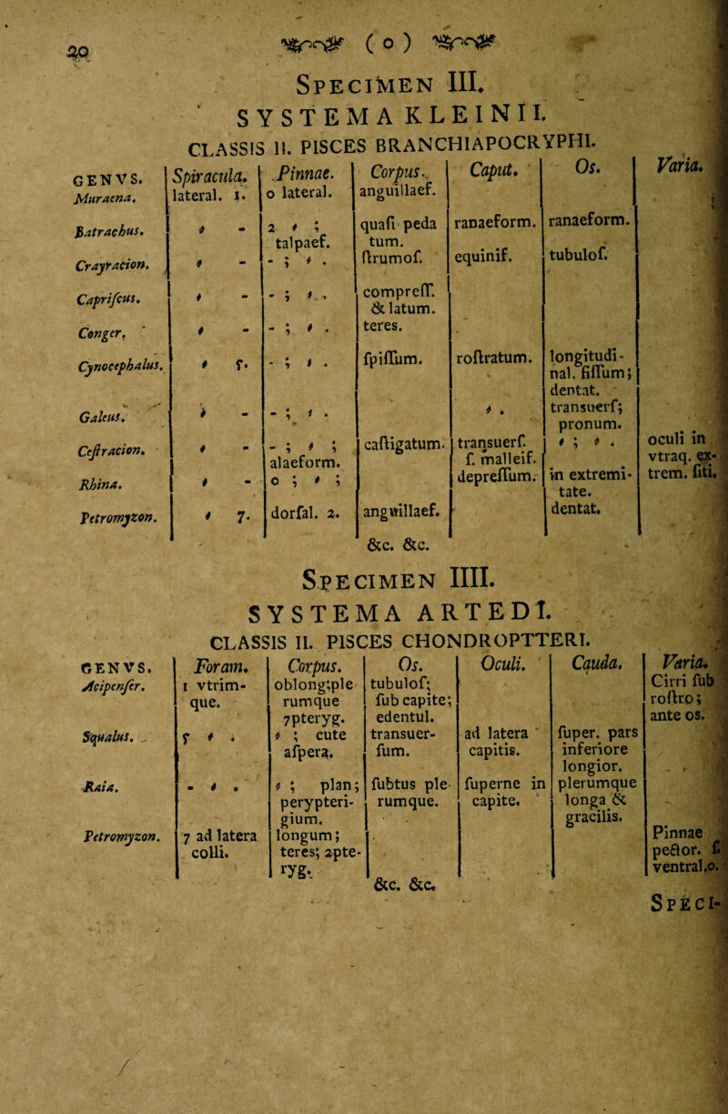Muraena, Batrachus, Crayracion. Caprifcus, Conger, Cynocephalus, V. ^ Galeiis, Cefiracion, Rhina, Rttromyzon. GENVS. Mipenftr, Squalus, Rata, Vetrornyzon, ( O ) Specimen III. SYSTEMA KLEINII. CLASSIS 1!. PISCES BRANCHI APOCRYPHI. Spiracula. ...Pinnae. Corpus. Caput♦ Os. lateral. I. o lateral. anguillaer. 2 * ; talpaef. „ • / i * • quafi peda ranaeform. ranaeform. * _ tum. (frumo f. equinif. tubulof. i - ; *.. compreflT. & latum. 4 - ; # « teres. • 4 fpiflum. roftratum. •v longitudi* nal. fiflum; dentat. i - ; * . * . transuerf; pronum. 4 m - ; > ; caftigatum. transuerf. *; * * 4 alaeform. o ; 4 ; f. malleif. depreflum. in extremi¬ . tate. 4 7- dorfal. 2. anguillaef. dentat. &c. &c. i. oculi in vtraq. ex- trem. fiti. Specimen IIII. SYSTEMA ARTEDI. CLASSIS II. PISCES CHONDROPTTERI. Foram* i vtrim- que. Corpus, oblong;ple rumque 7pteryg. Os. tubulof; fub capite; edentul. Oculi, Cauda, c f * - * ; cute transuer- ad latera ‘ fuper. pars afpera. fum. capitis. inferiore longior. • 4 • 7 ad latera colli* * ; plan; perypteri- gium. longum; teres; apte- ry§* fubtus ple rumque. V ) fuperne in capite. * : plerumque longa& gracilis. • &C. &C, ;1 '1 Varia* Cirri fub rofko; ante os. - » -' j ■ I Pinnae >{ peftor. £; ventral.o. ■ v.''.