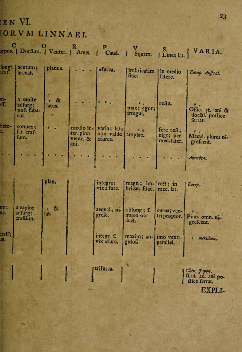 »3 [ E N VI. fORVM LINNAET. c o urpus. | Dorium. J Venter. R | Anus. P | Caud. V 1 Squam. S, | Linea lat. | VARIA. long; srot. acutum; ; arcuat. planus. O ♦ « 2furca. imbricatim fit®. in medio latere. Enrop, AuftraL m- & a capite ; adfurg; poti fuba- cut. * & latus. « ♦ « - t . A • max; fgon; irregul. refla- ; ) ' * - Oflic. ;t. ani & dorfal. pollice ferrat. heto- t. . conuex; fat craf* fum. ' * medio in¬ ter. pinn. ventr. & ani. varia; lat; non valde afurca* *; amplae. fere refl; nigr; per med. later» 4 . Macul. plures ni~ greteent* * 1 ♦ « < • * • • ♦ « • + * • ^ ♦ \ j X i • » # America^ i plan, i i integra; vix 2 fure. magn; im¬ bricat. fitae. refl; in med. lat* - i Europ„ im; ue. a capite adfurg; ■ cratium» 5 & lat. * i i aequal; ni¬ grete. obkvng; f. muco ob¬ duci. curua; ven¬ tri propior. \ v • ' ’9 . Pinn. omn. si» grefe ent. ralT; je. ' ; i integr. f. vix 2furc. maxim; an* gulof. i < imo ventr. paralkl. i 4 meridion^ *  J 1 trifurca. j I ’€hin, Jdpon. Rad. 2d. ani po¬ llice ferrat.